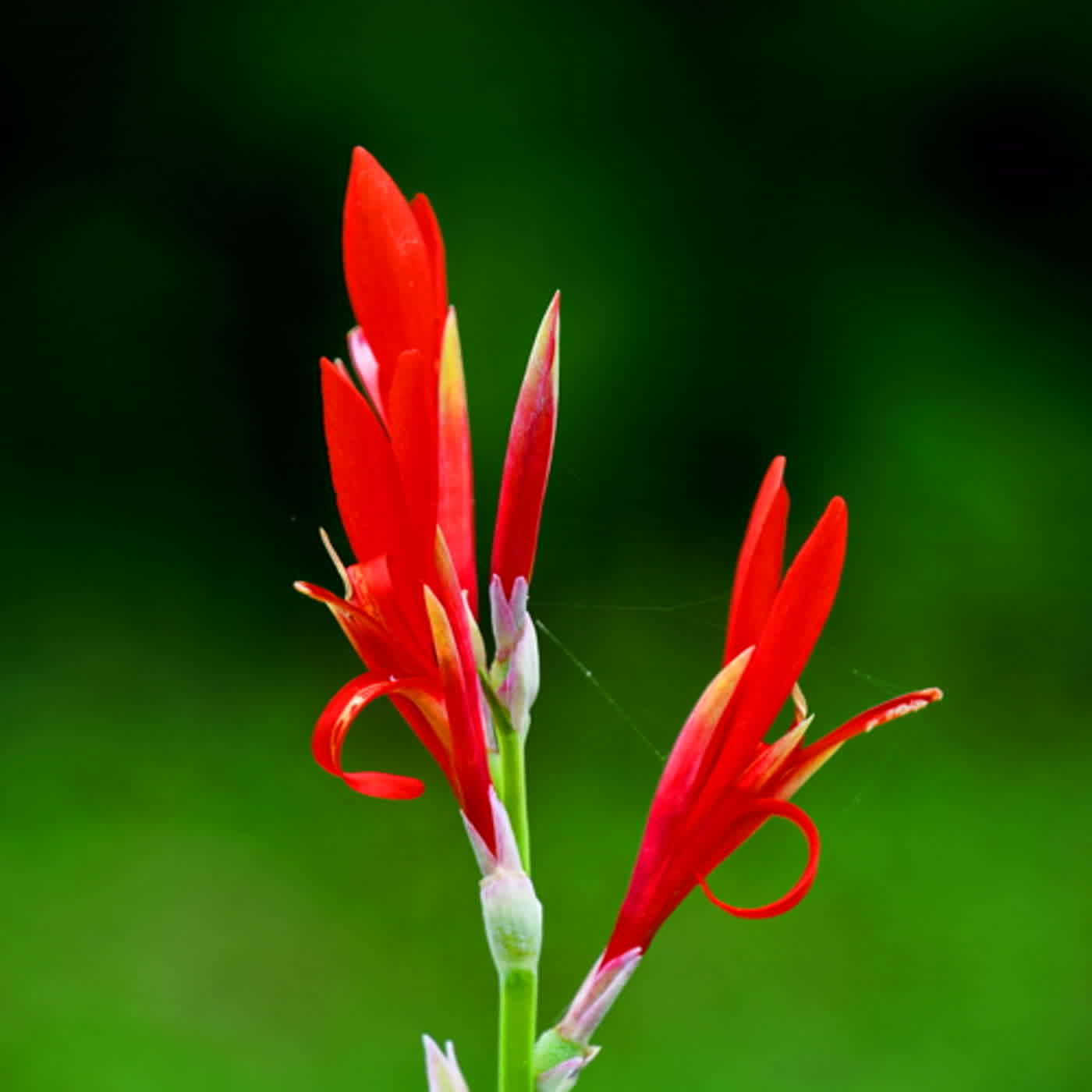 慧馨牧師與你一起讀經：詩篇18:1-24華