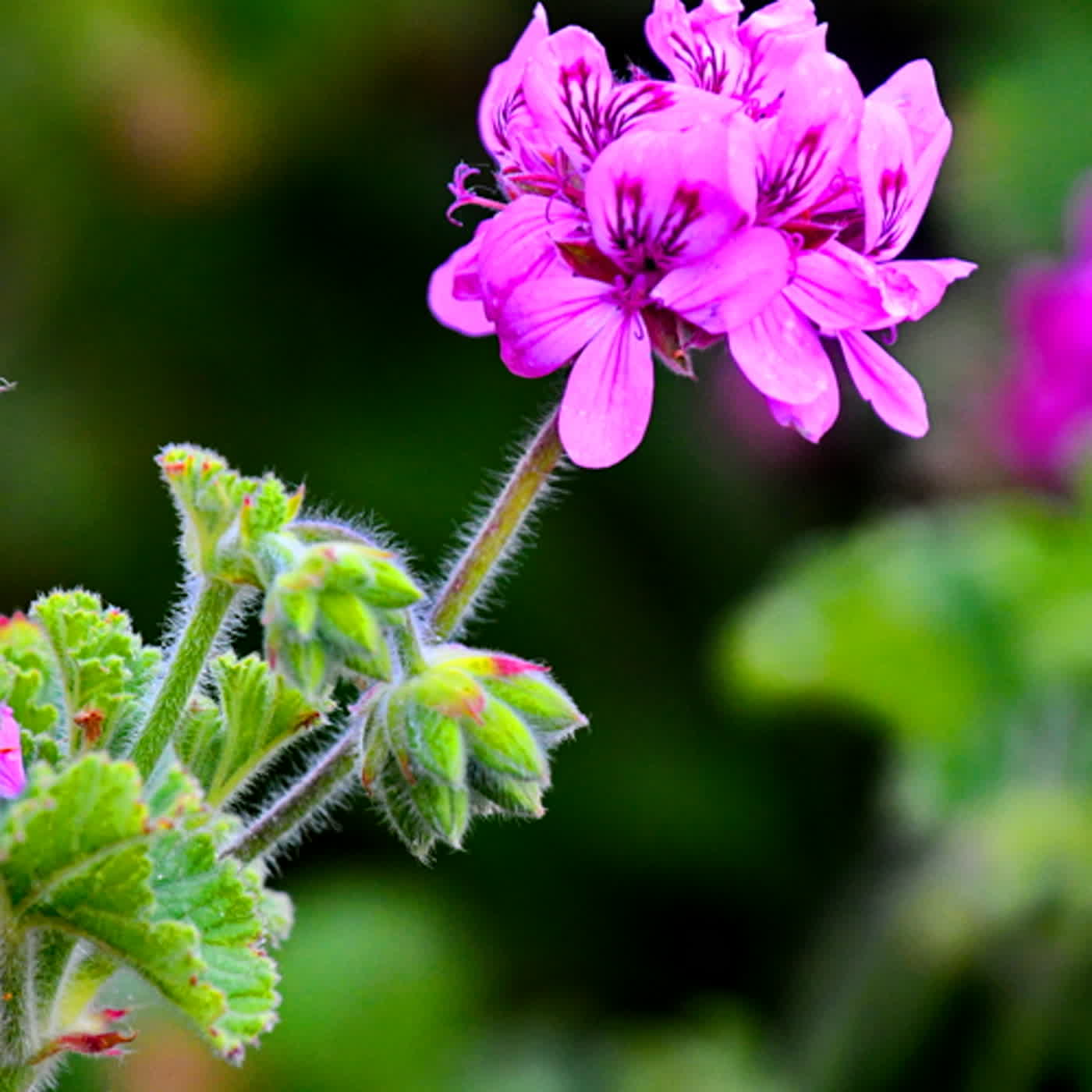 慧馨牧師與你一起讀經：詩篇31台