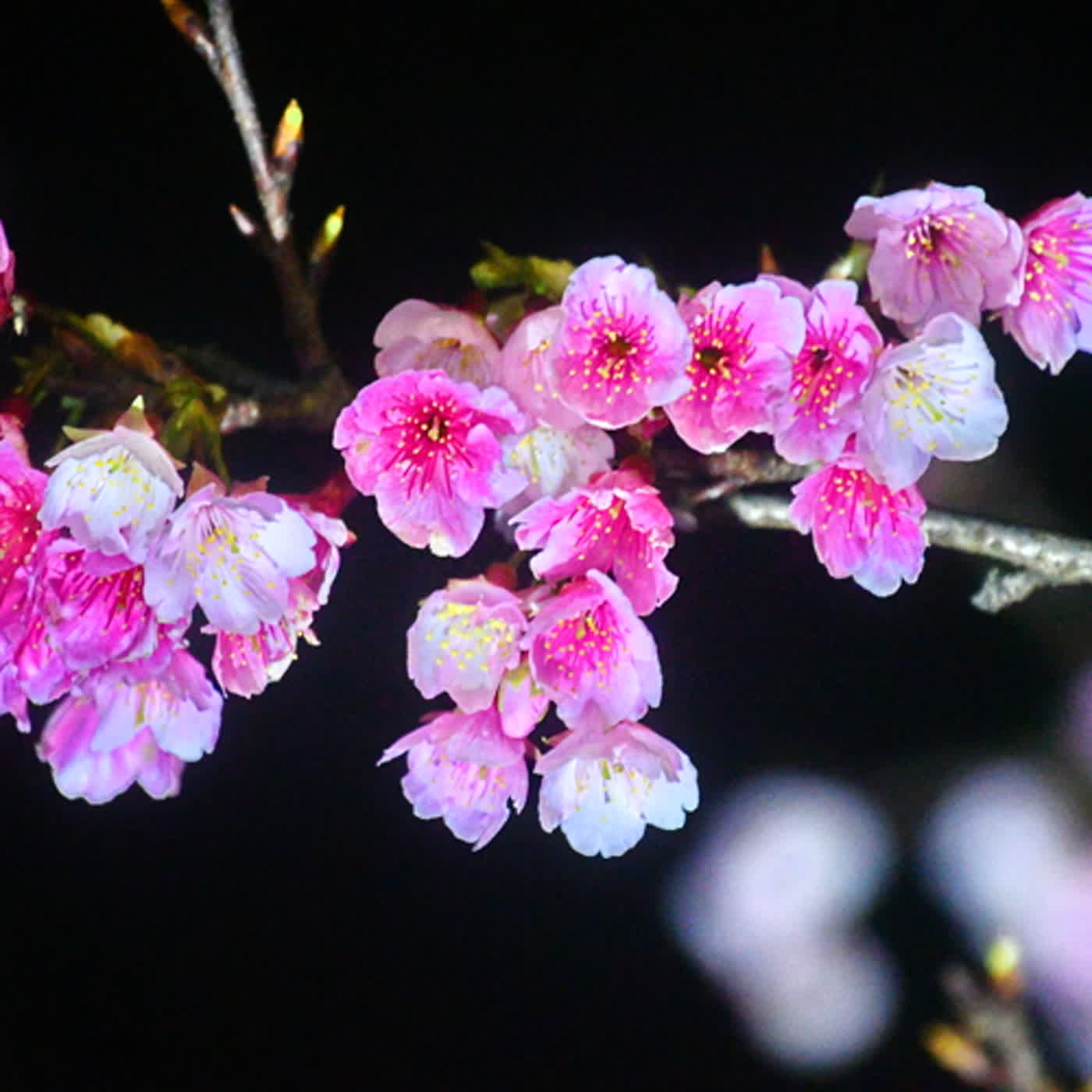 慧馨牧師與你一起讀經：詩篇78:40-72華