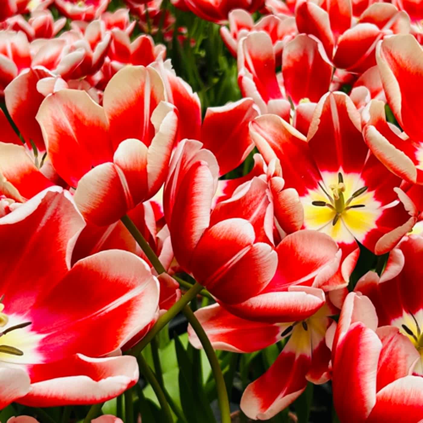 慧馨牧師與你一起讀經：詩篇113台