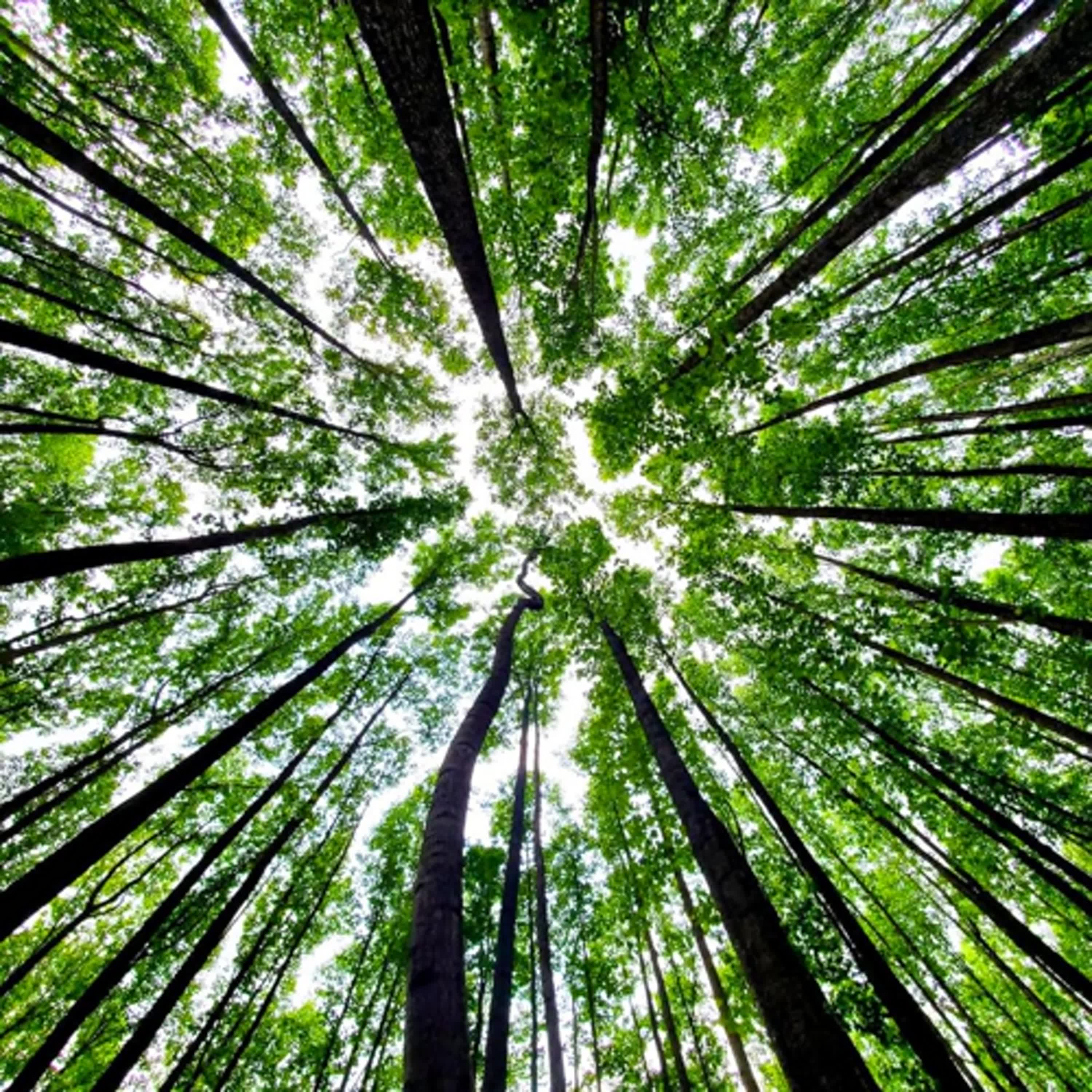 慧馨牧師專題：聖經中的植物