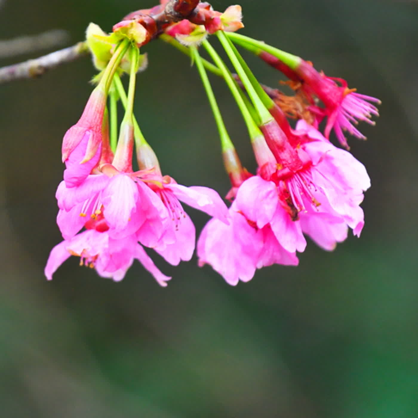 慧馨牧師與你一起讀經：詩篇61台