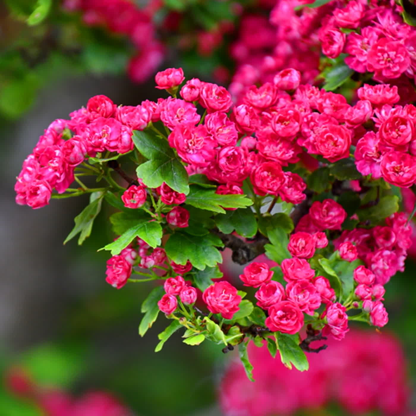 慧馨牧師與你一起讀經：詩篇1台