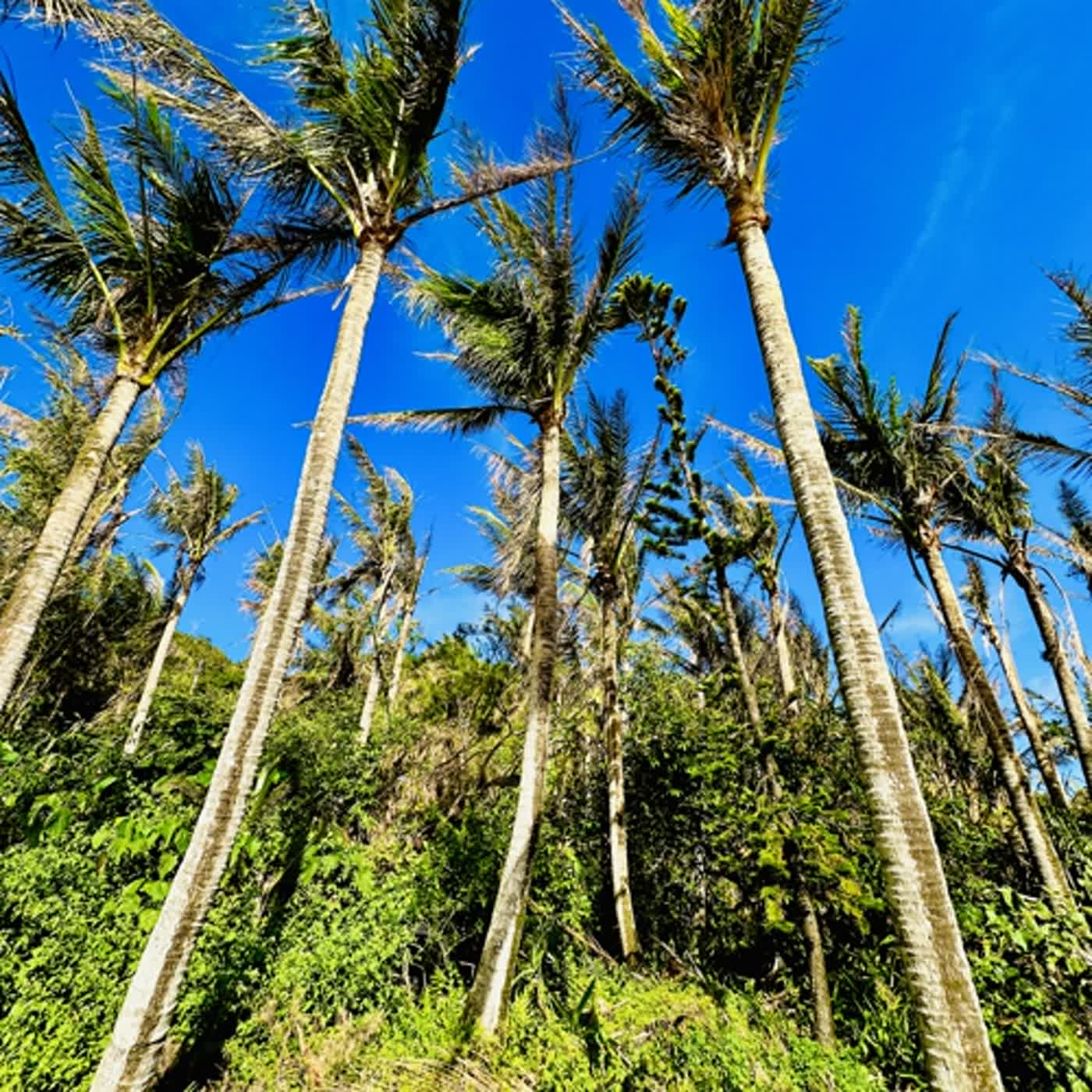 慧馨牧師與你一起讀經：詩篇55華