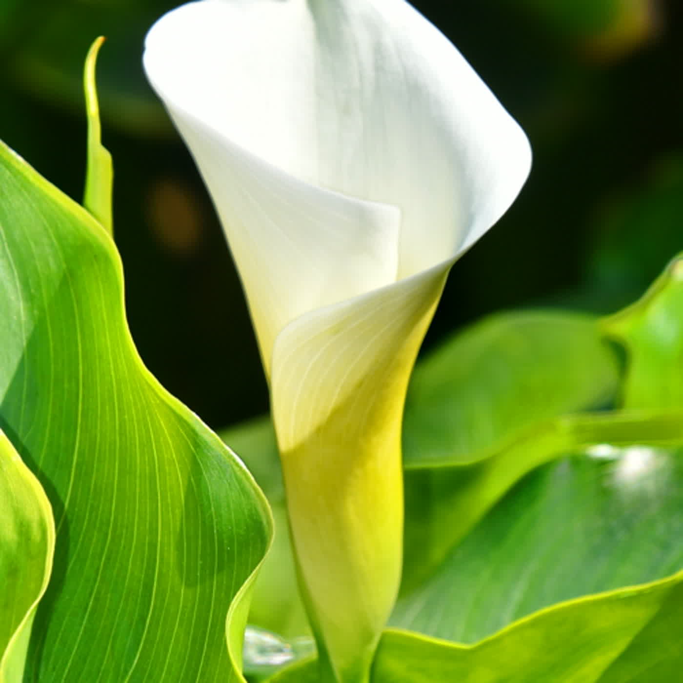 慧馨牧師與你一起讀經：詩篇20華