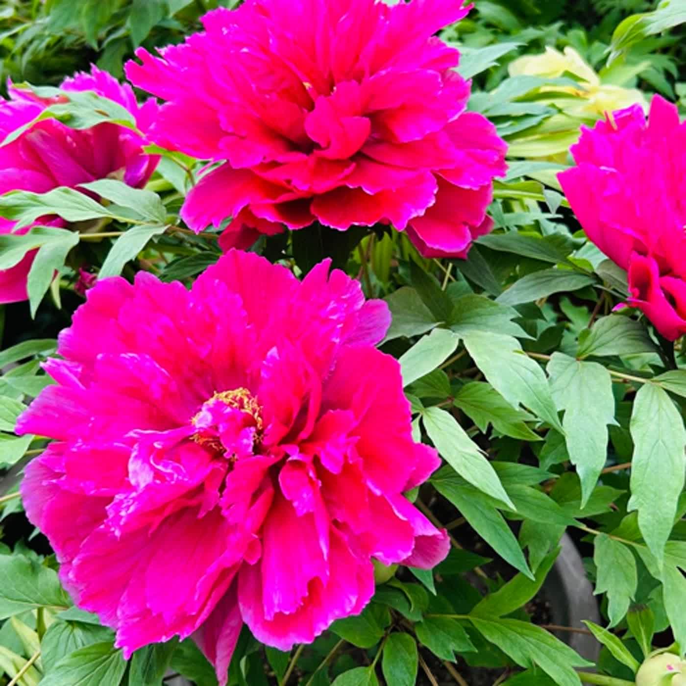 慧馨牧師與你一起讀經：詩篇119:161-168華