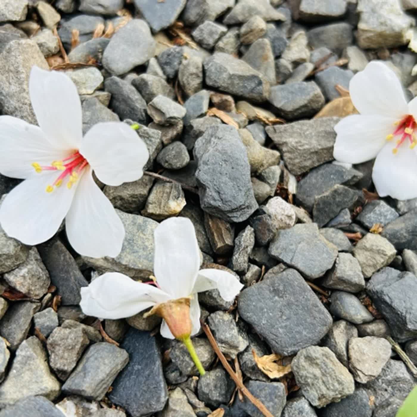 慧馨牧師與你一起讀經：詩篇95華