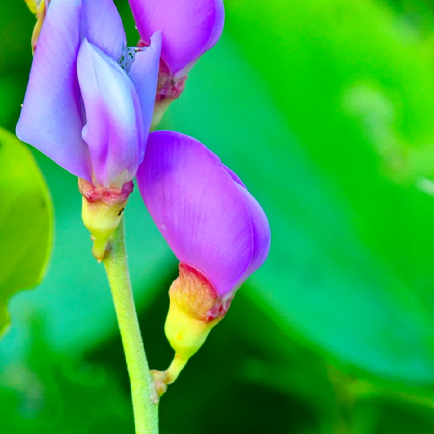 慧馨牧師與你一起讀經：詩篇51台