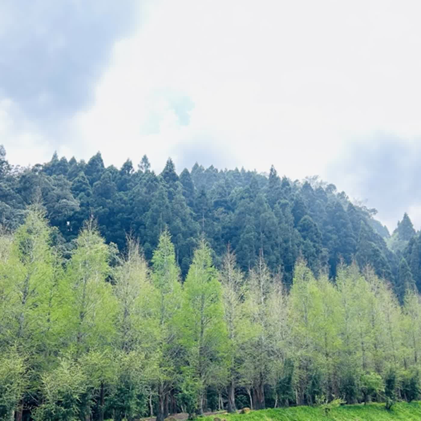 慧馨牧師與你一起讀經：詩篇98華