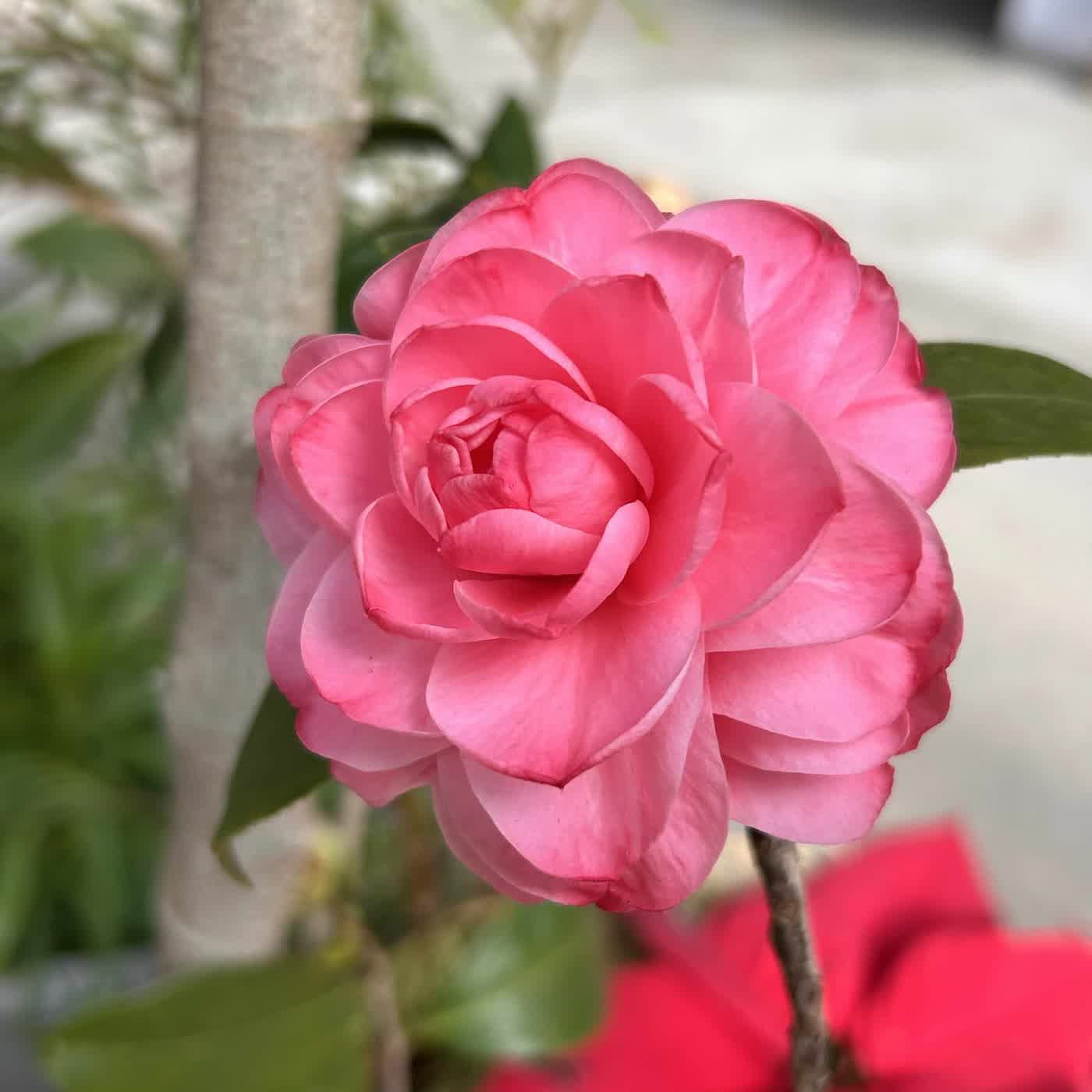 慧馨牧師與您讀經禱告：俄巴底亞書1章華