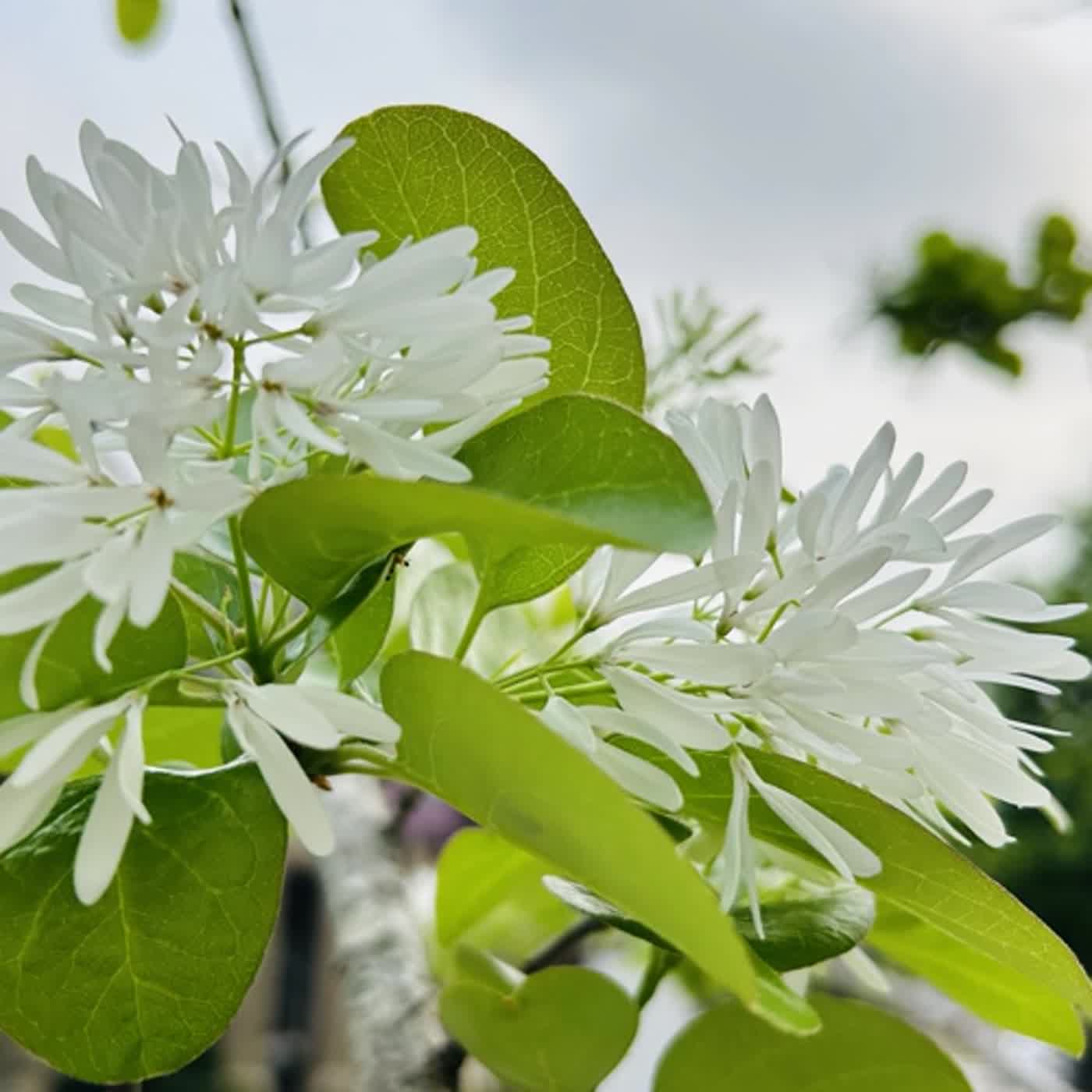 慧馨牧師與你一起讀經：詩篇91華