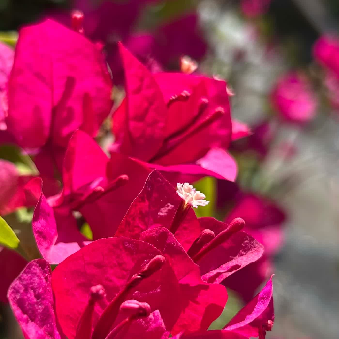 慧馨牧師華語講道:枯骨的復甦—出死入生的賦格結37