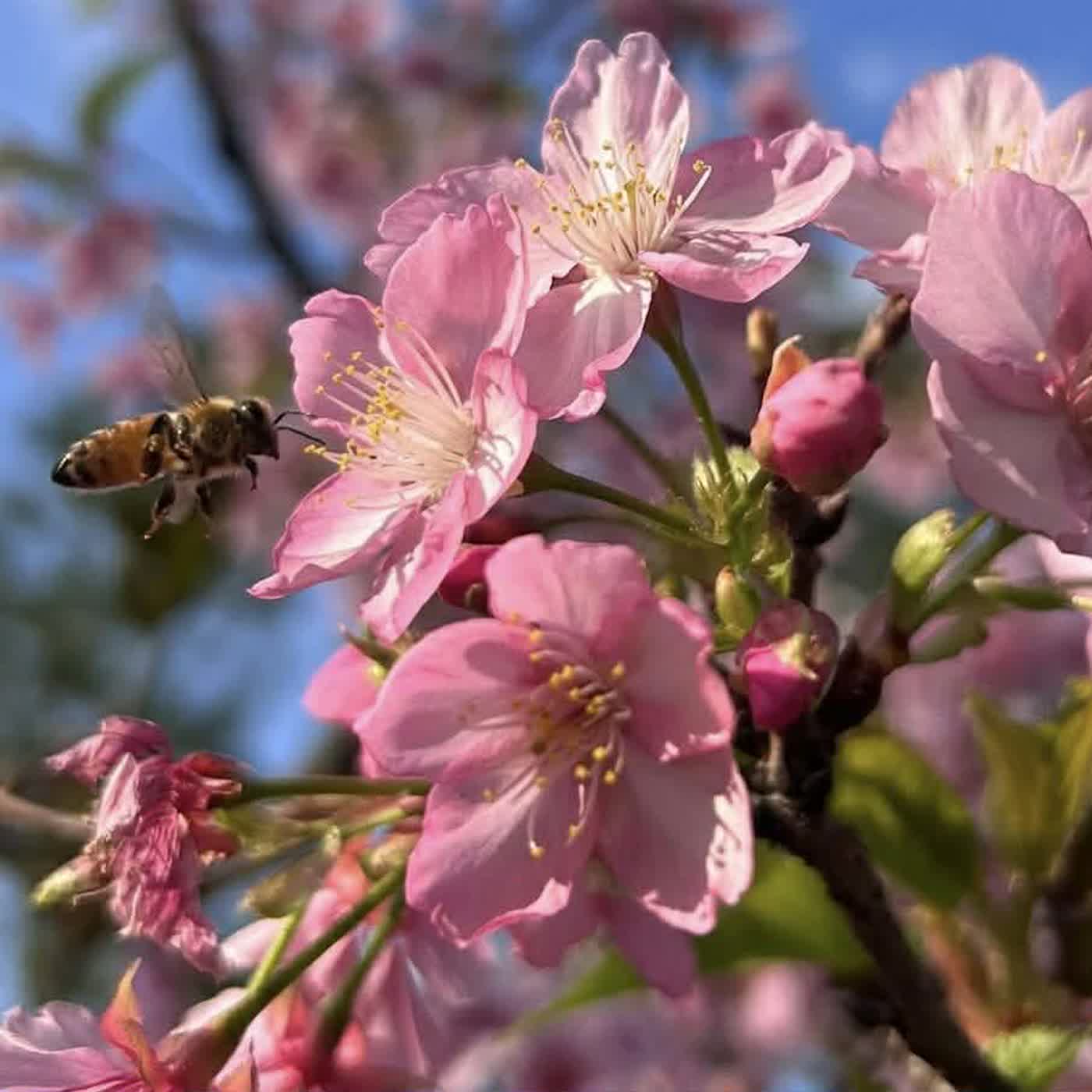 慧馨牧師華語講道：脫胎換骨新生命羅12