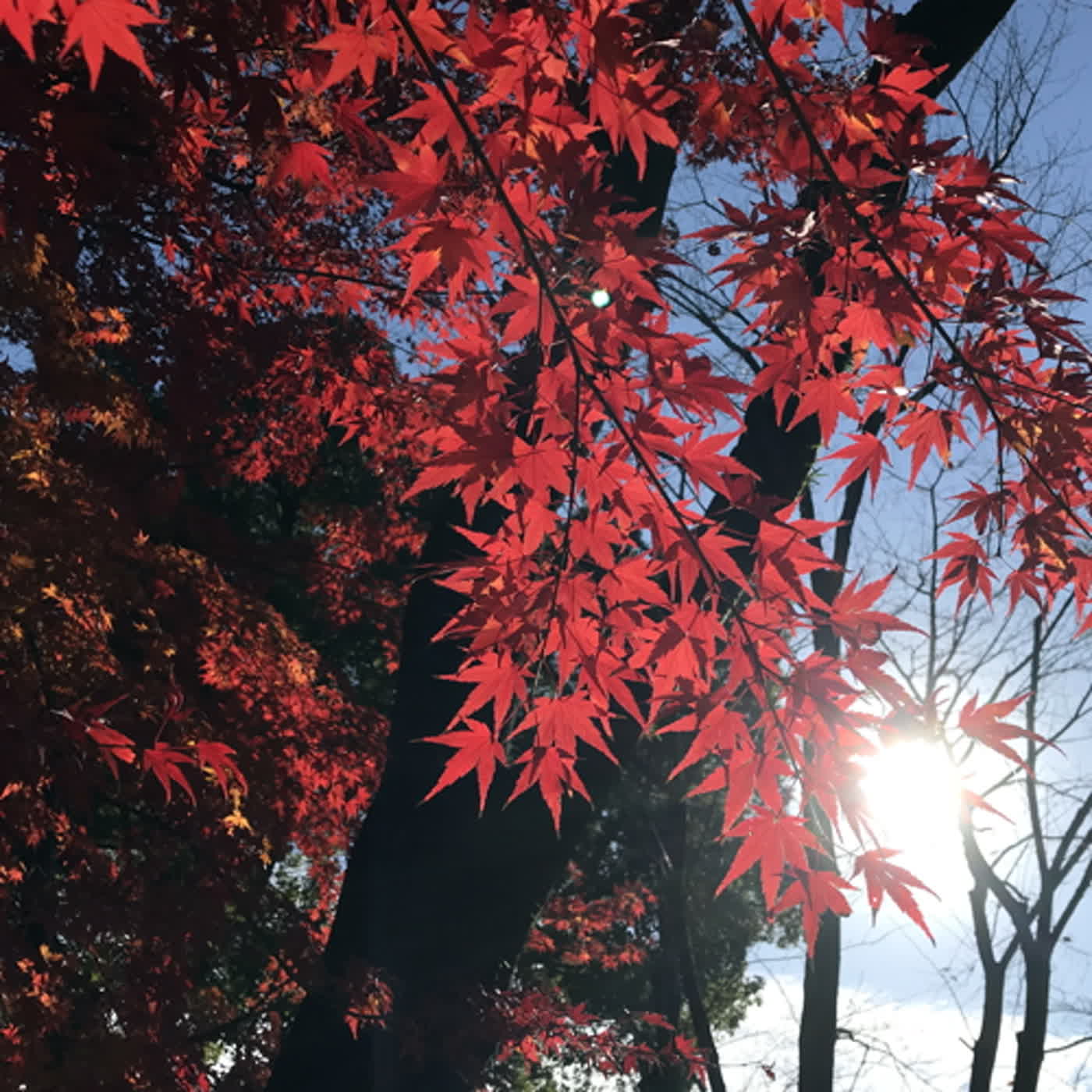 慧馨牧師與你一起讀經：詩篇56華