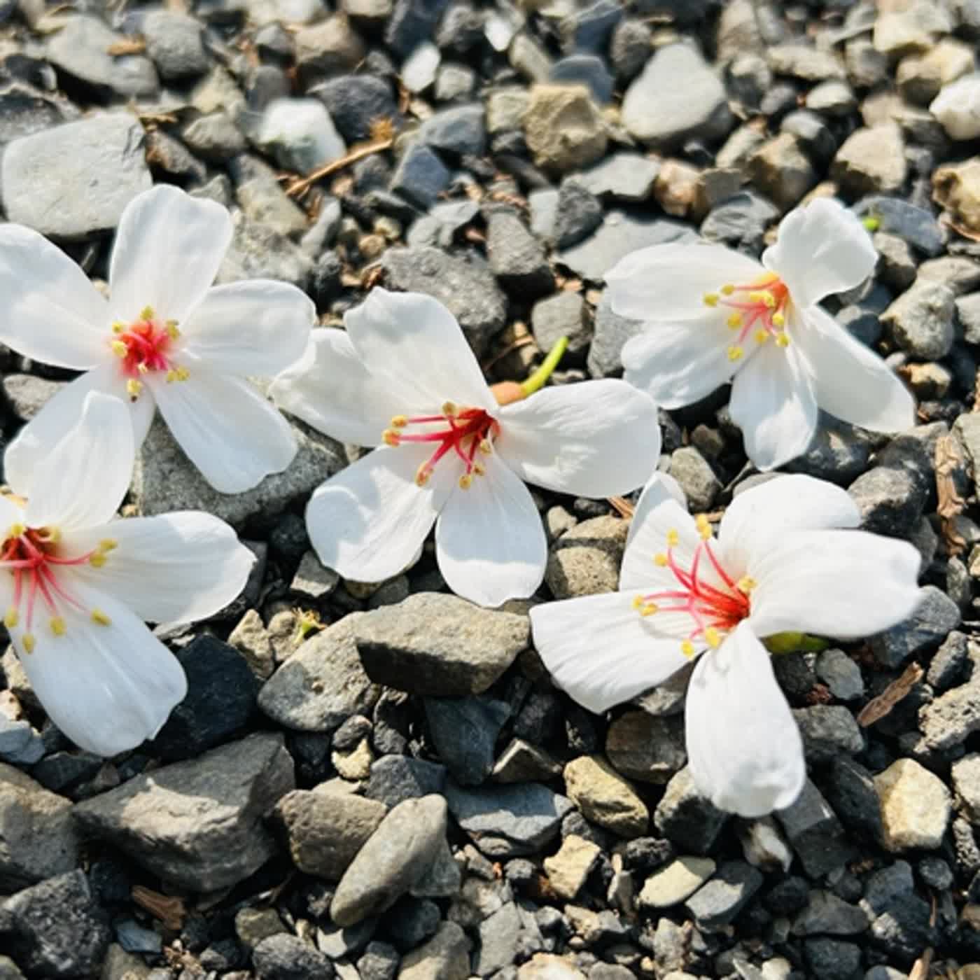 慧馨牧師與你一起讀經：詩篇95台