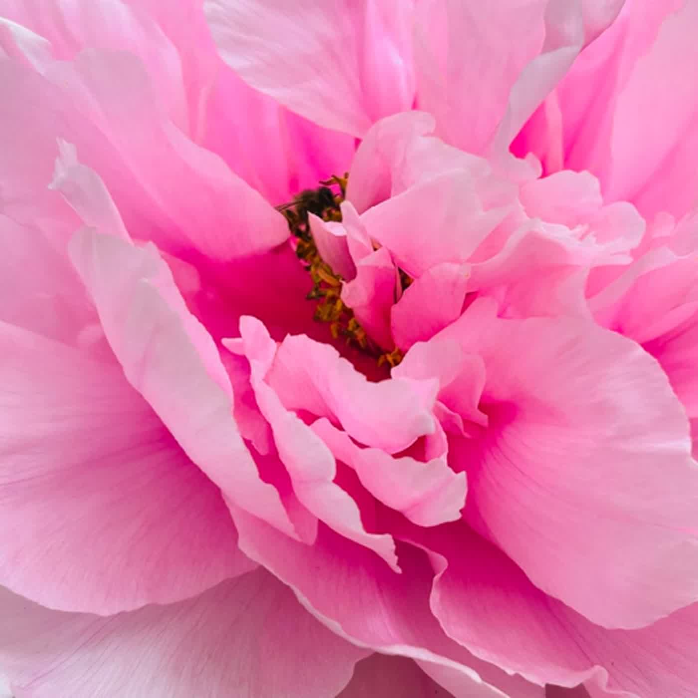 慧馨牧師與你一起讀經：詩篇115華