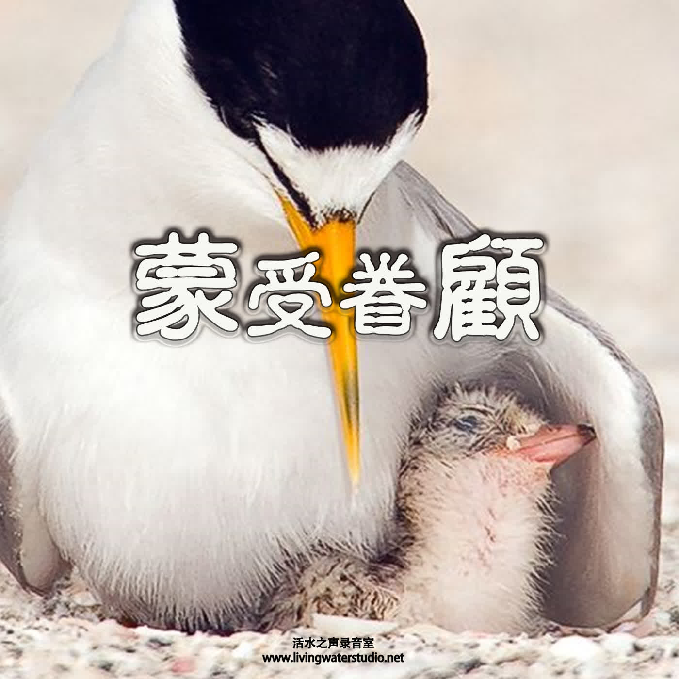 strm043 蒙受眷顾 episode artwork