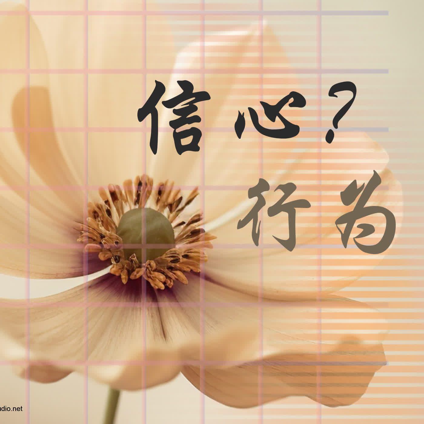 strm136 信心？行为？