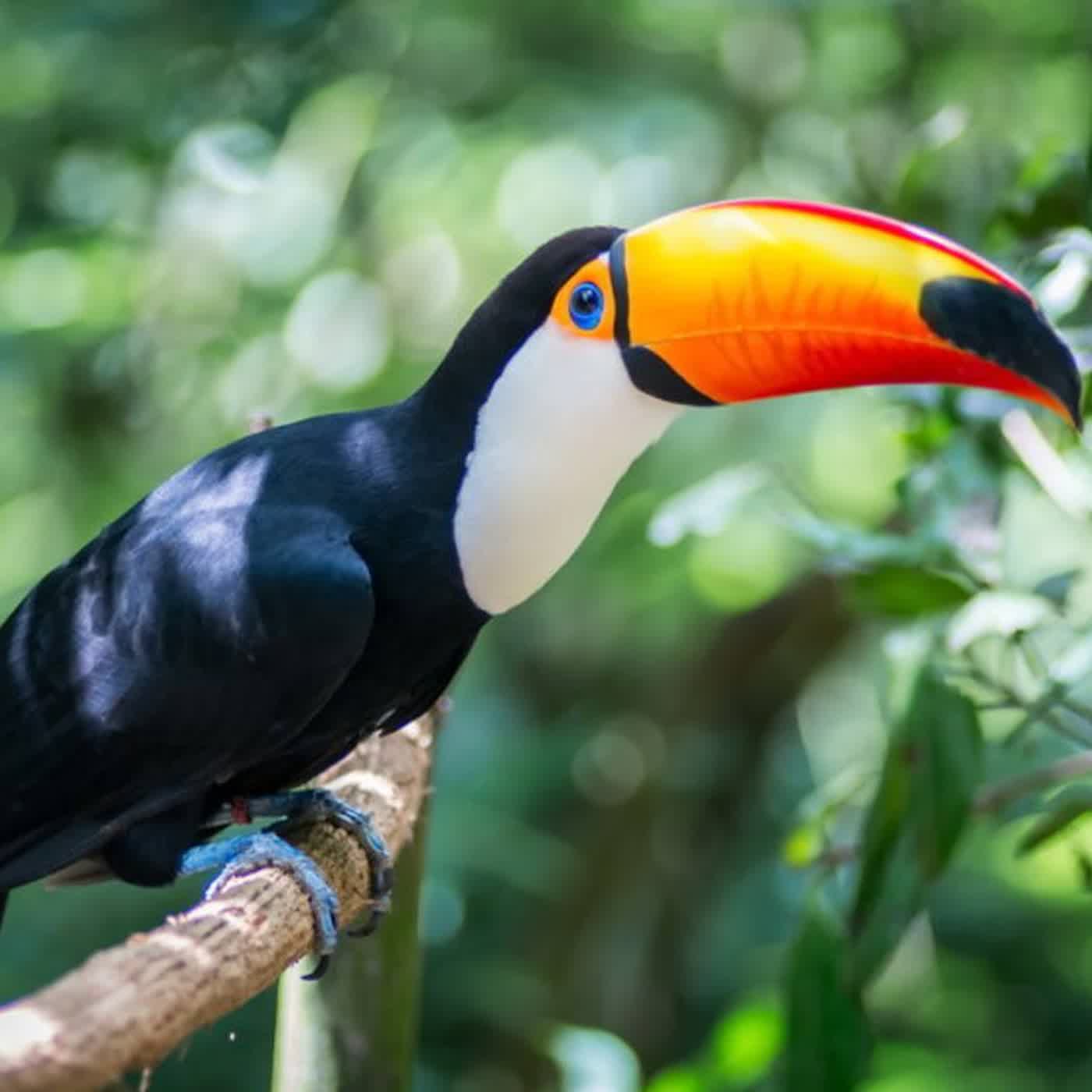 🐦 兒童科普｜i動物進行式：鳥類家族中，誰的嘴巴比例最驚人？～認識大巨嘴鳥