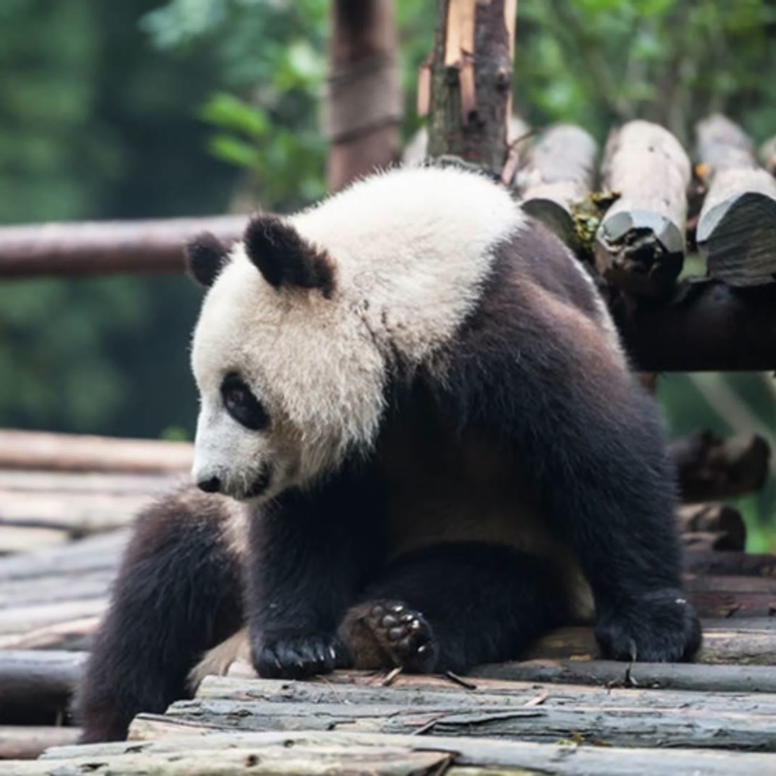 兒童科普｜i動物進行式：超萌動物~認識貓熊