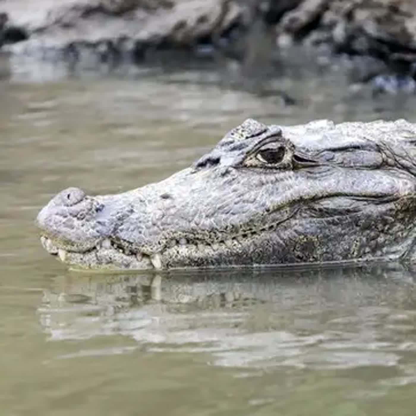 兒童科普｜i動物進行式：動物家族中咬合力最驚人的動物呢？--認識鱷魚