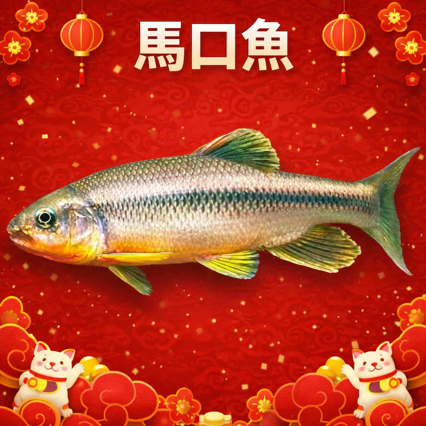 🧧馬年限定｜i動物進行式｜經典重播：臺灣特有魚種～認識馬口魚