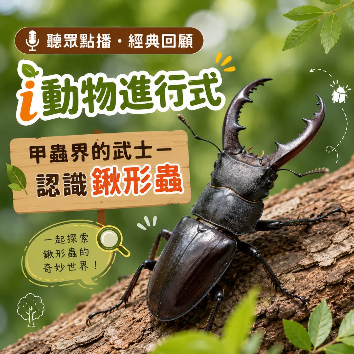 聽眾點播｜i動物進行式｜經典重播：甲蟲界的武士--認識鍬形蟲