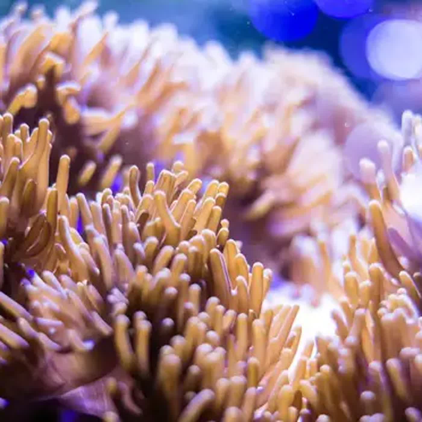 兒童科普｜i動物進行式：🌊 誰是海洋世界裡的慢吞吞高手？—認識珊瑚 🪸