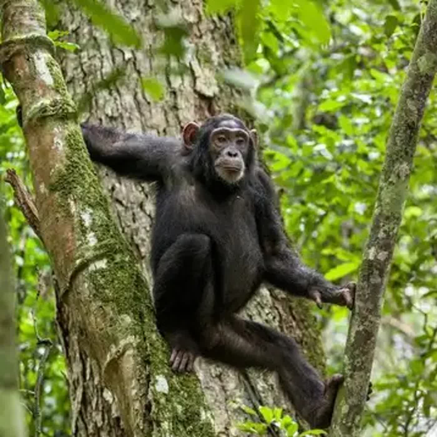 🎙️ 兒童科普｜i動物進行式 🦍 動物世界中，誰能學習手語呢？一起認識黑猩猩！