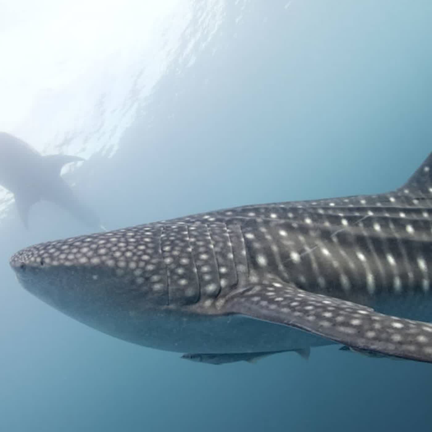 🐋 兒童科普｜i動物進行式：海洋家族的巨無霸～認識鯨鯊