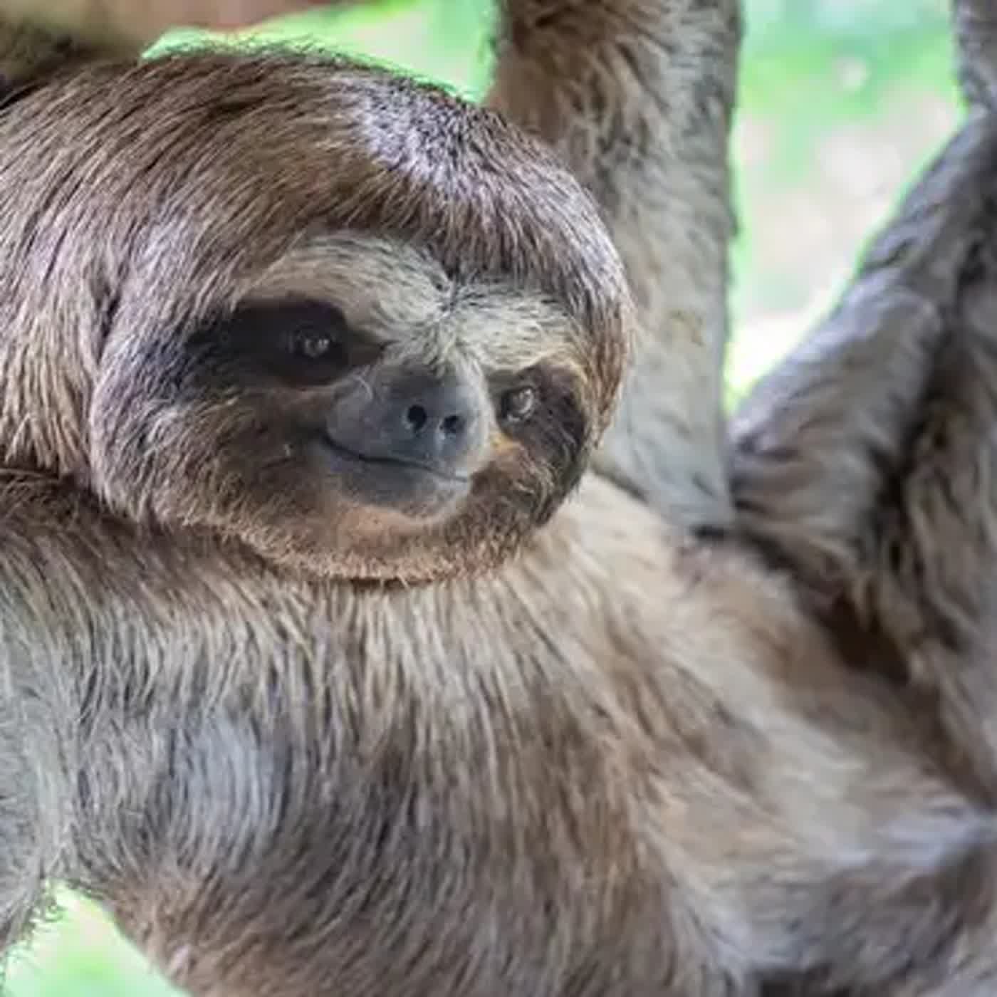 🎙️ 兒童科普｜i動物進行式 🦥 哺乳類動物中動作最慢的是誰？一起認識樹獺！