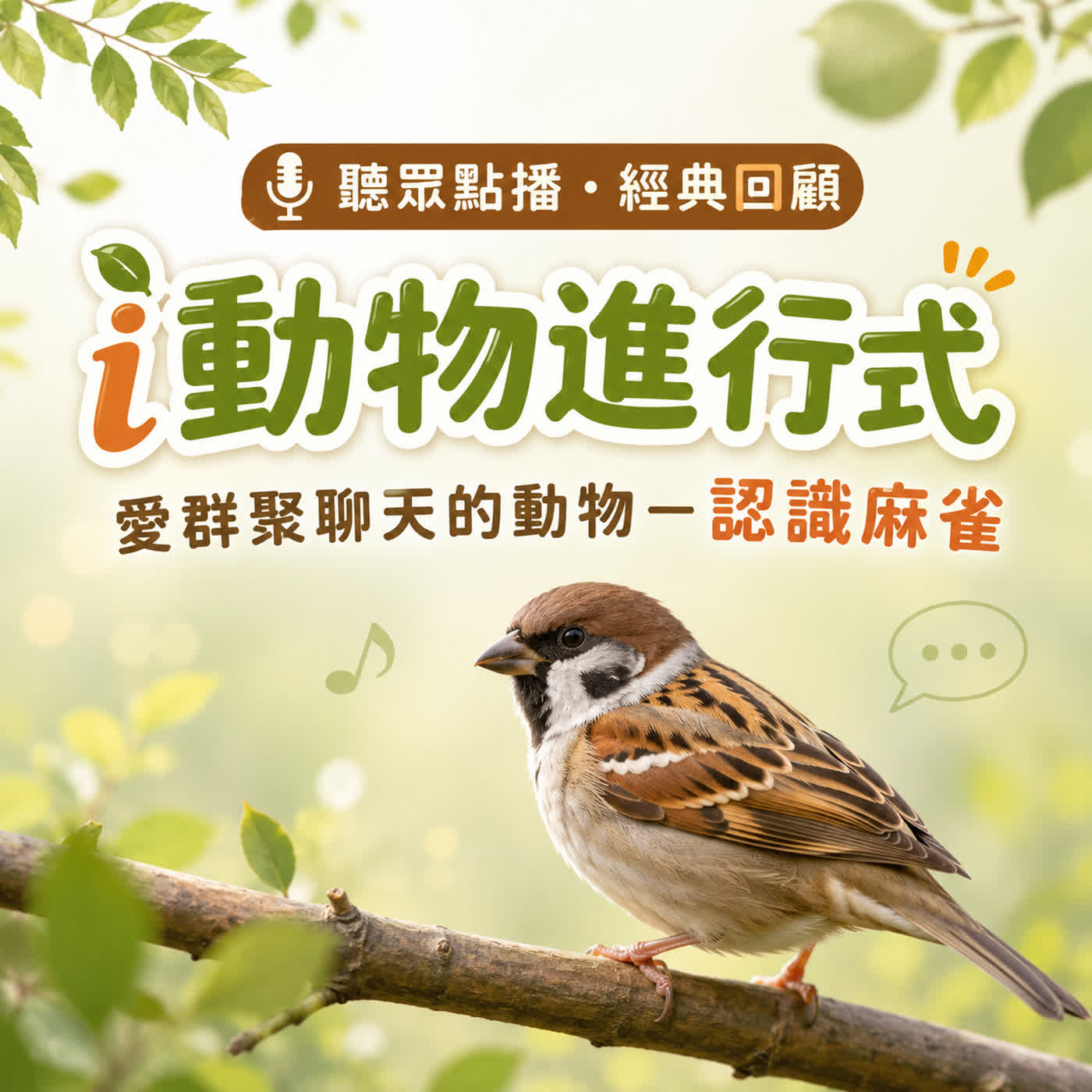 聽眾點播|i動物進行式|經典重播:愛群聚聊天的動物-認識麻雀
