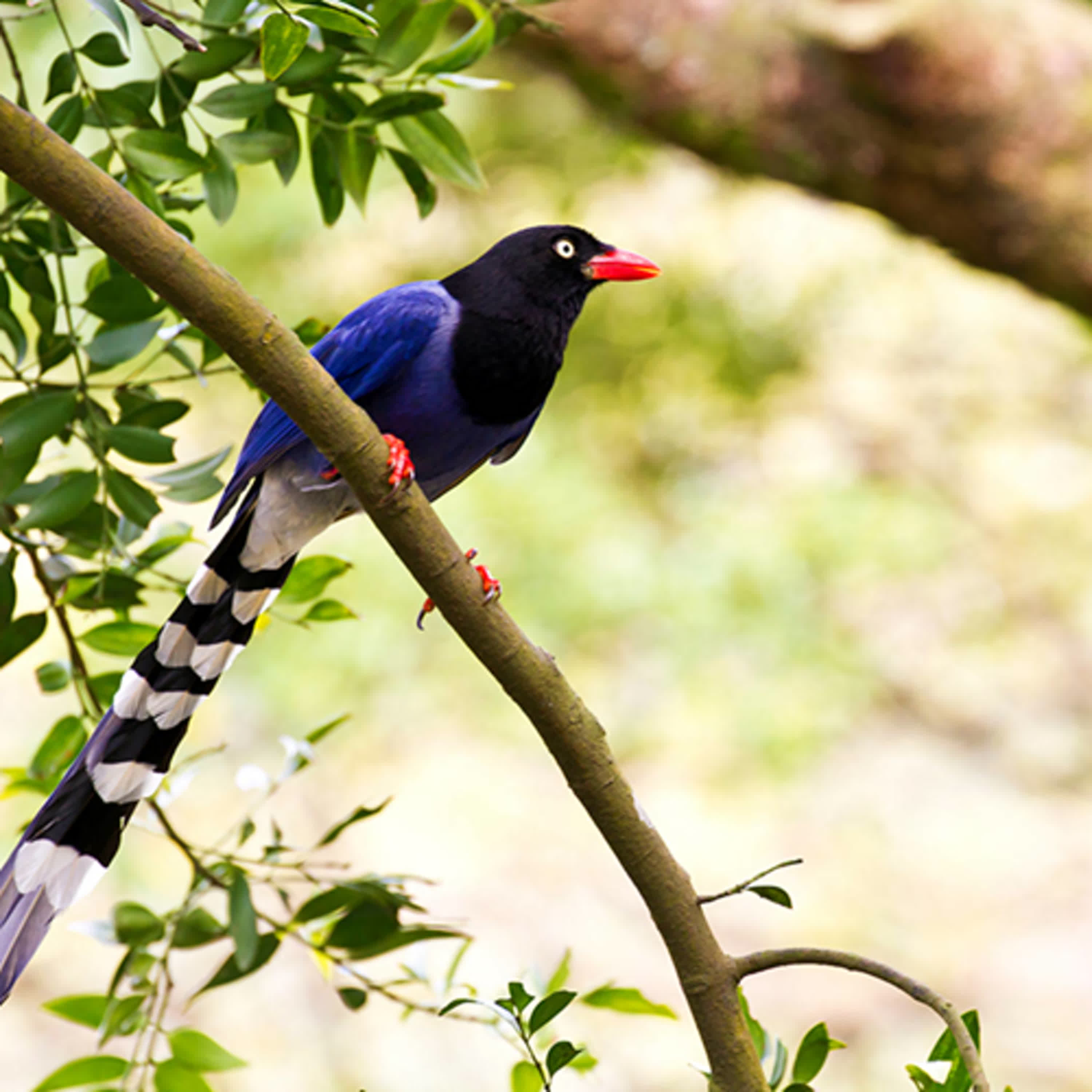 兒童科普｜i動物進行式：台灣特有種鳥類~認識台灣藍鵲