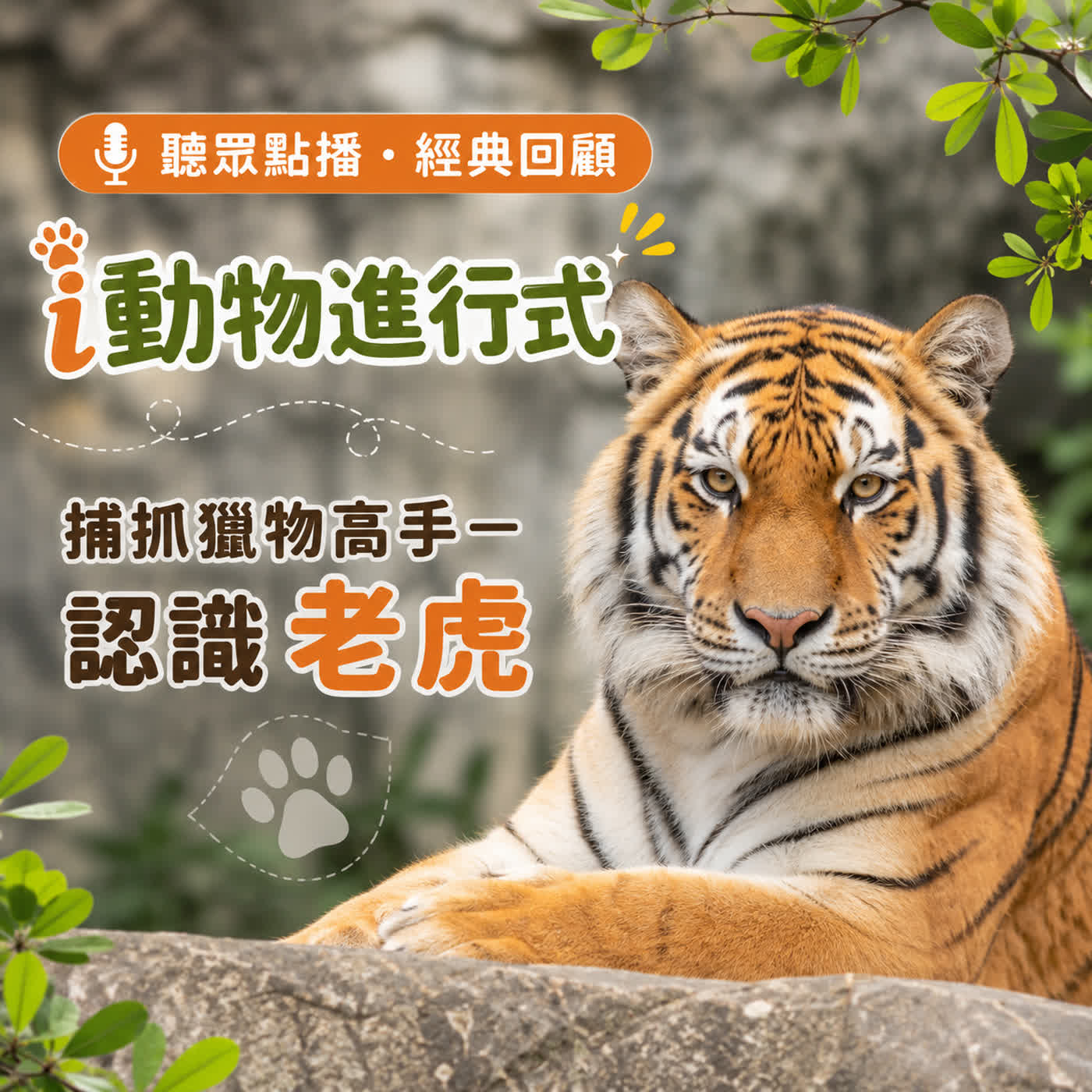 聽眾點播|i動物進行式|經典重播:捕抓獵物高手--認識老虎🦁