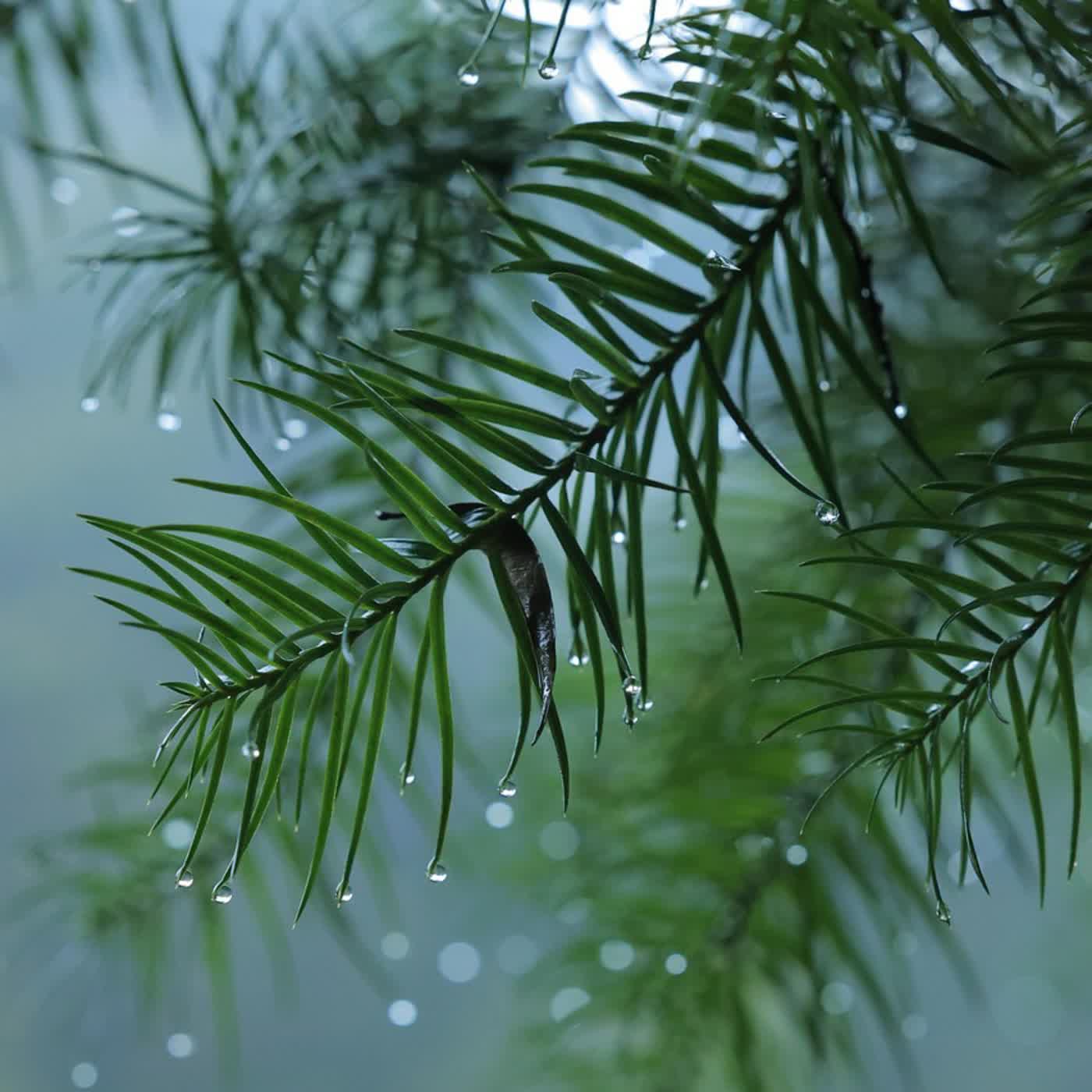 沐浴鋼琴森林 下雨聲白噪音BGM