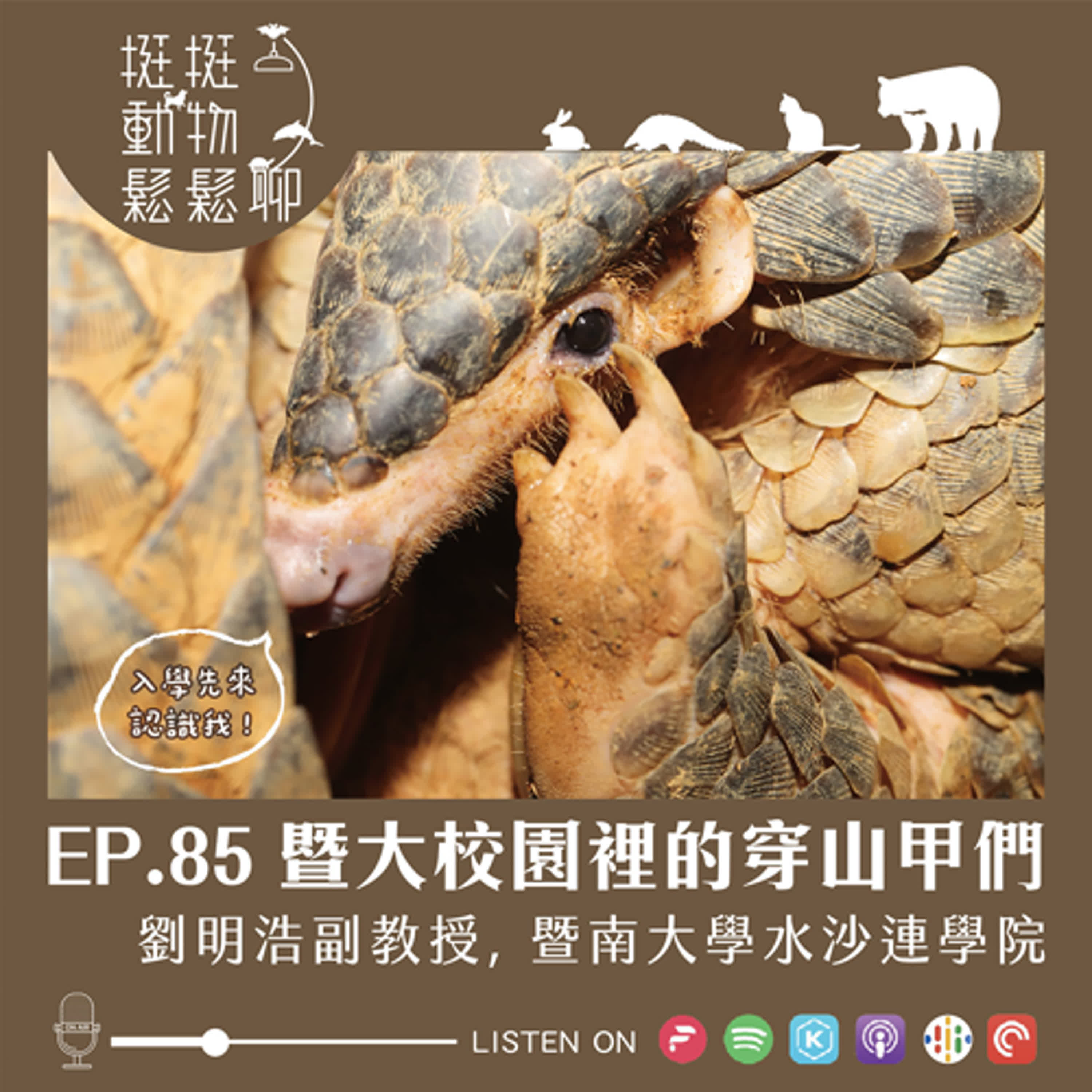EP.85 暨大校園裡的穿山甲們 episode artwork