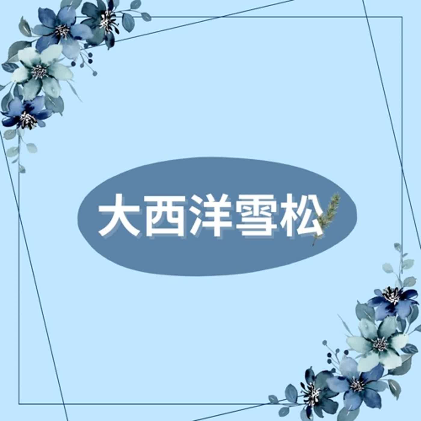 EP115 單方精油企劃-大西洋雪松