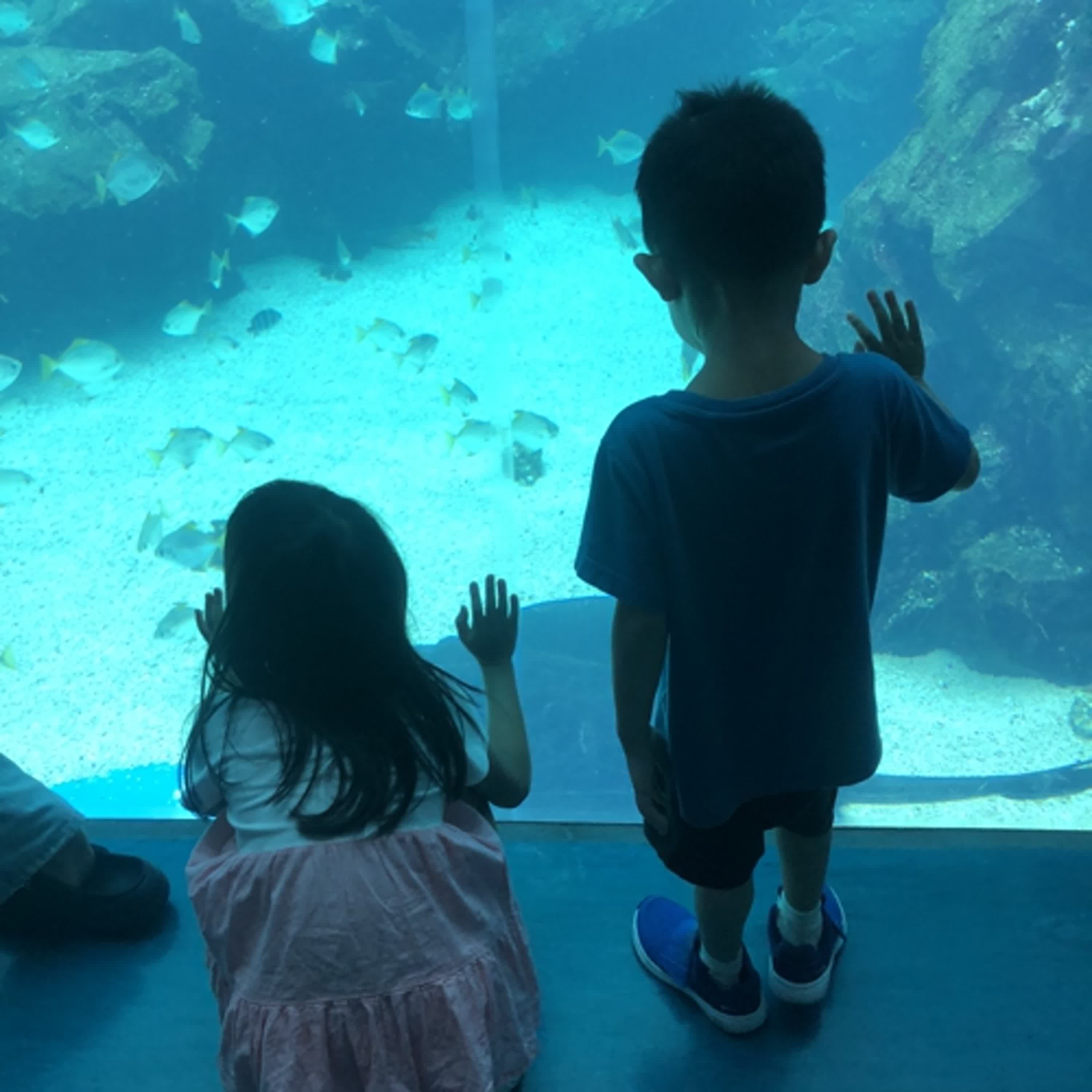 【親子一起聽】生命是用來體驗的，夏日的水族館。