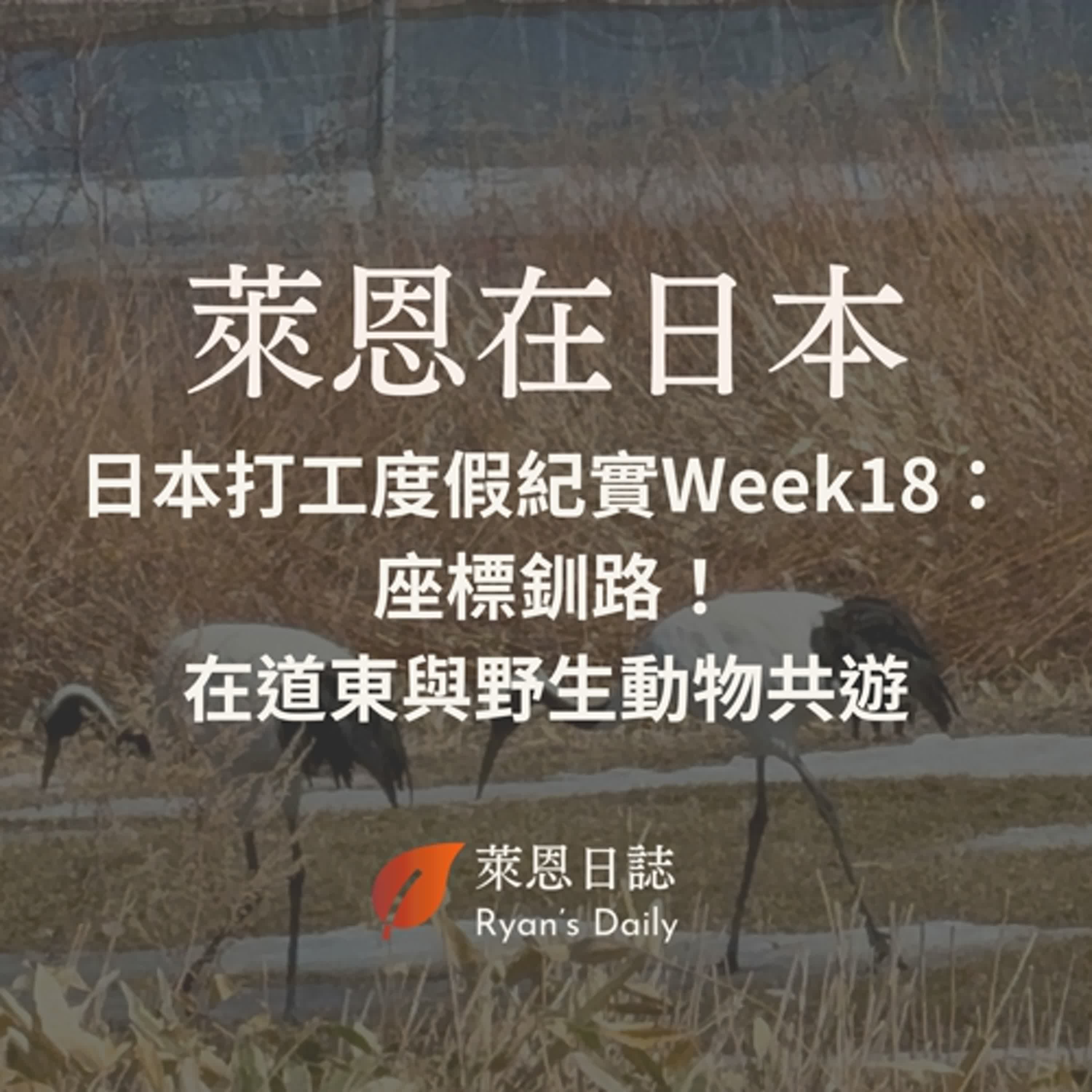 萊恩在日本 S5E18：日本打工度假紀實Week18： 座標釧路！在道東與野生動物共遊，丹頂鶴、蝦夷鹿、狐狸處處驚喜