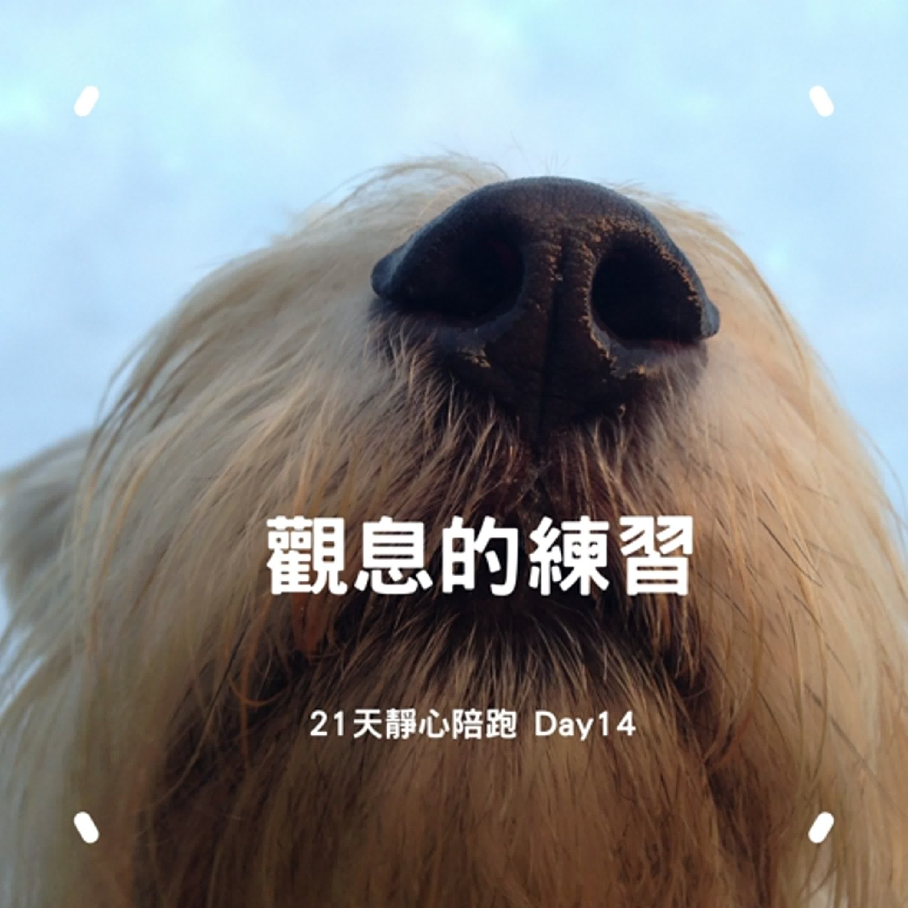 透過「調息」與「數息」安住當下、穩定心念、放鬆身體｜21 天靜心陪跑 Day 14