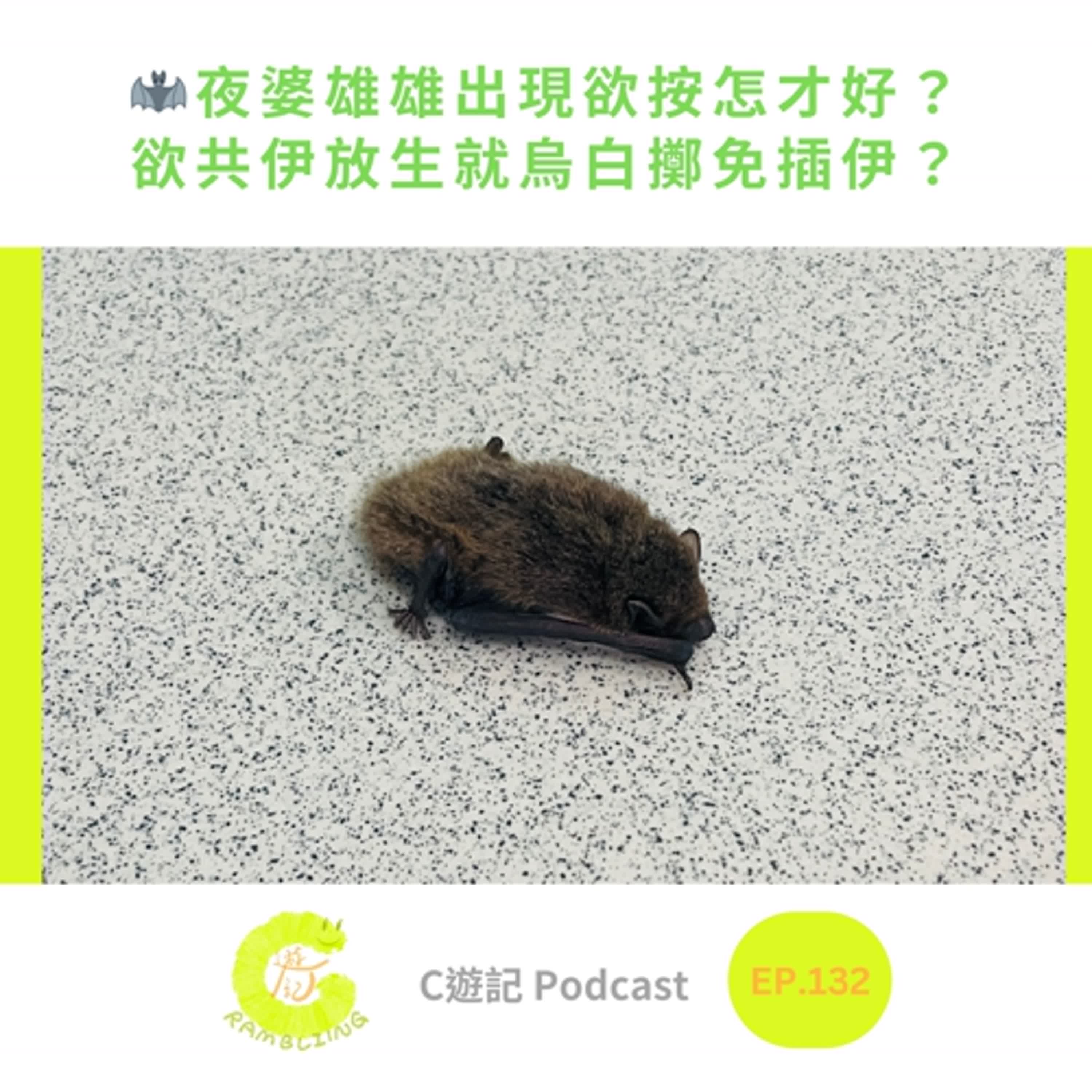 🦇夜婆雄雄出現欲按怎才好?欲共伊放生就烏白擲免插伊?|C遊記EP.132