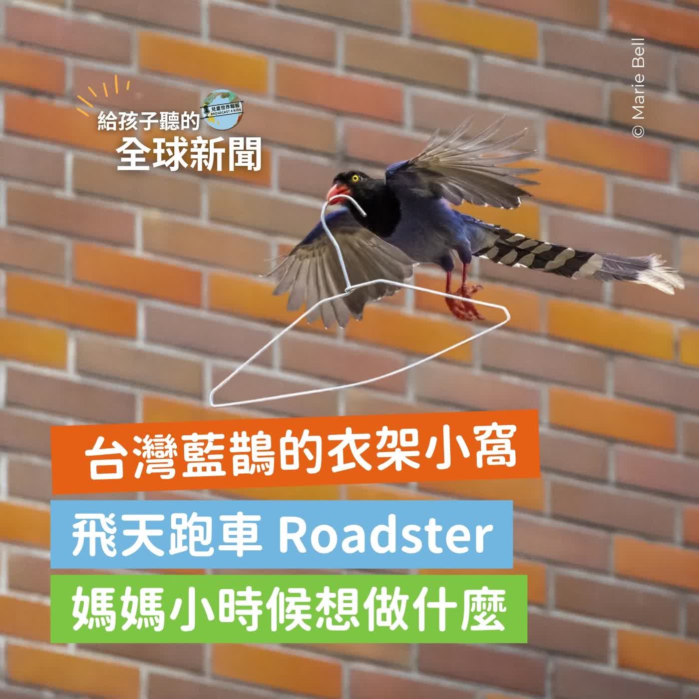 【國際新聞】台灣藍鵲的衣架小窩｜飛天跑車 Roadster｜媽媽小時候想做什麼