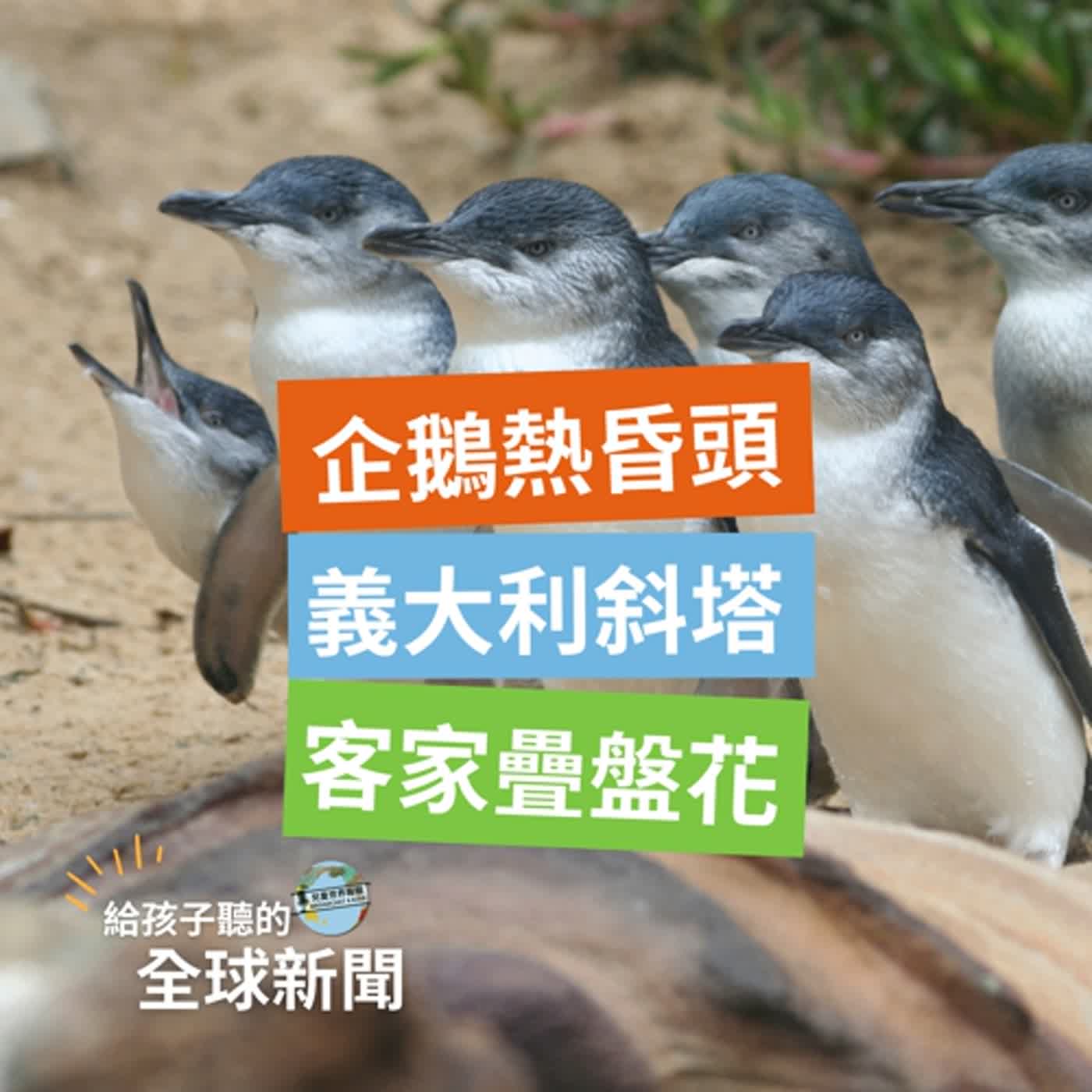 【國際新聞】企鵝熱昏頭｜客家疊盤花｜替義大利斜塔撐腰
