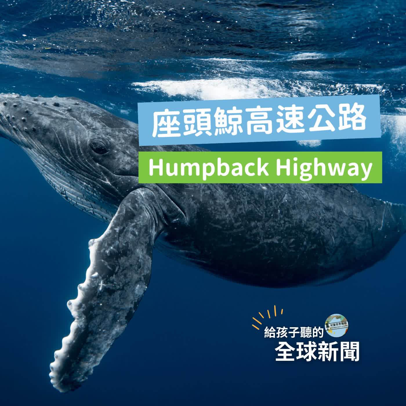 【國際新聞】座頭鯨高速公路 Humpback Highway episode artwork