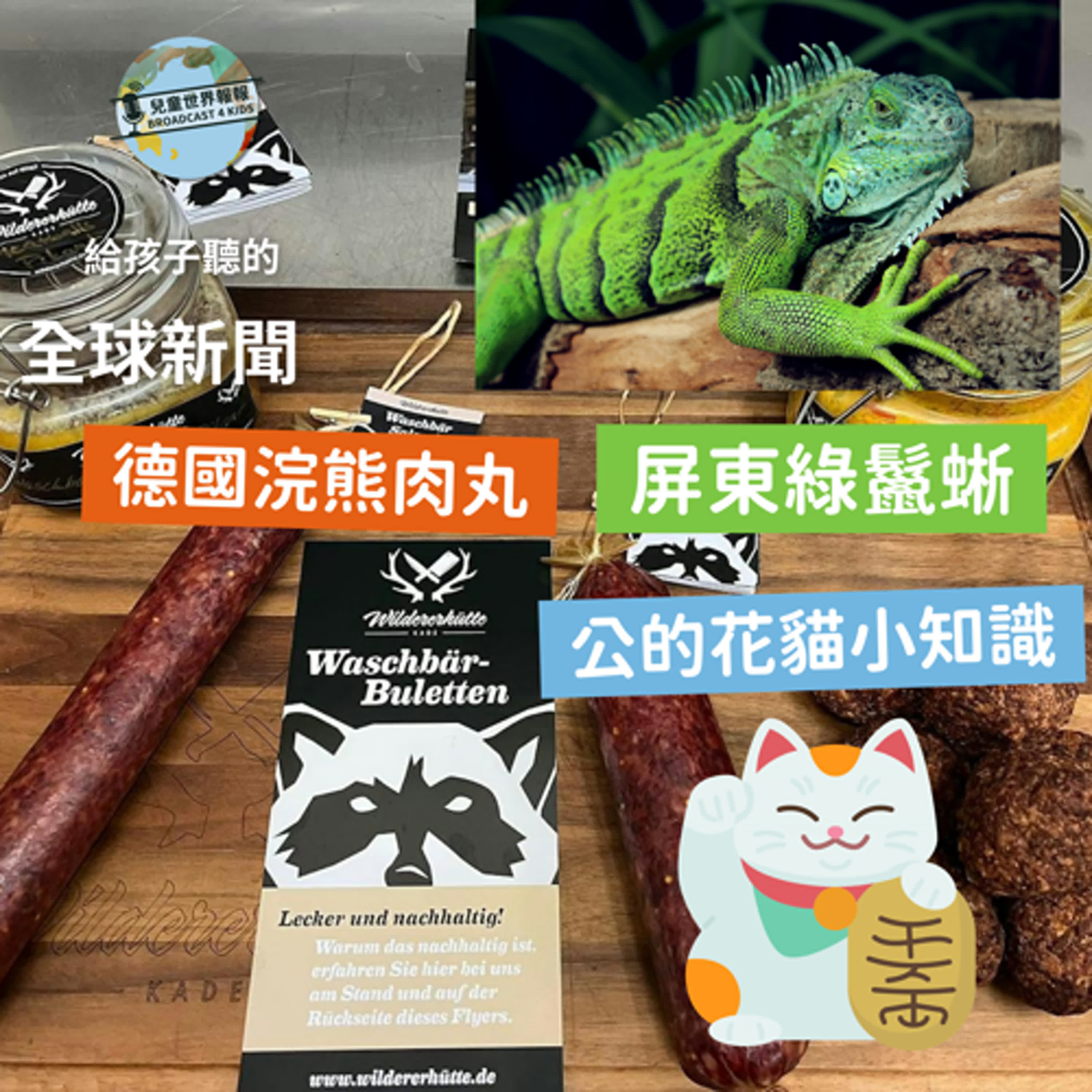 【國際新聞】德國的浣熊肉丸｜屏東的綠鬣蜥｜公的花貓很稀有