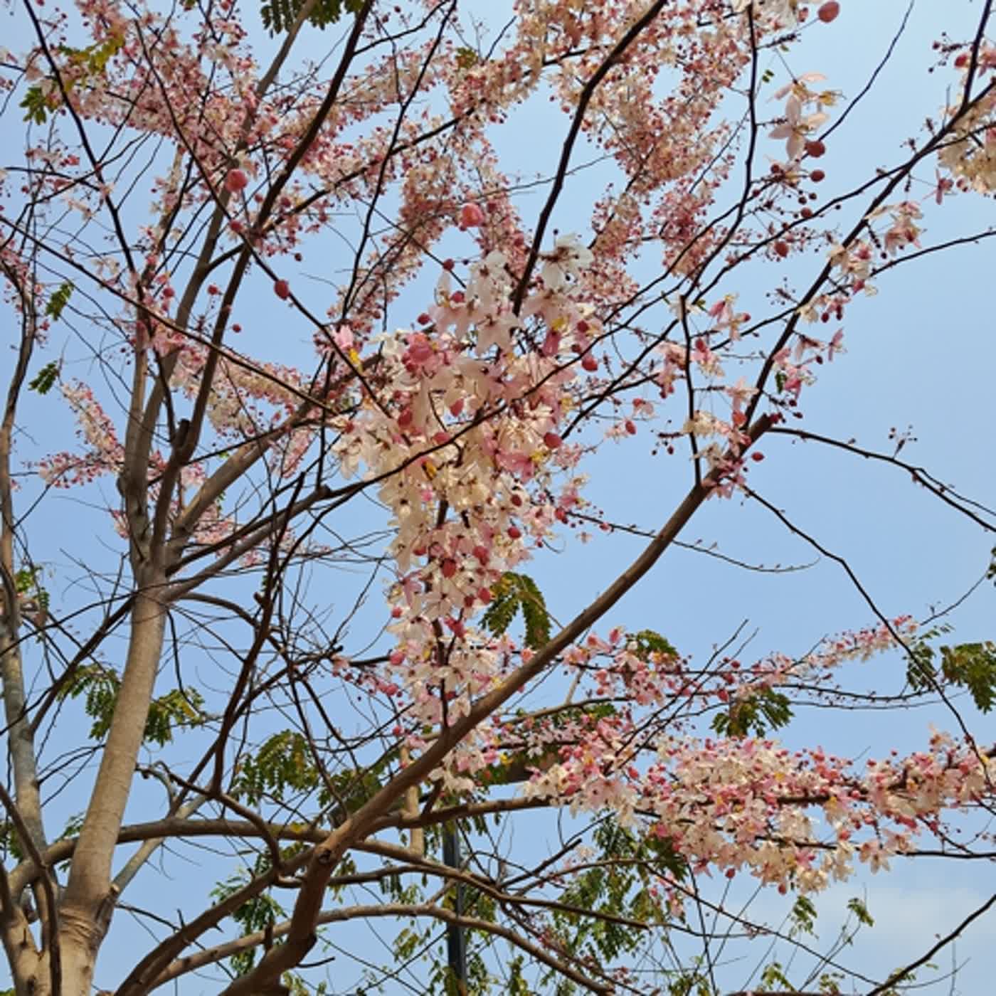 第四十九集剪自己的頭髮