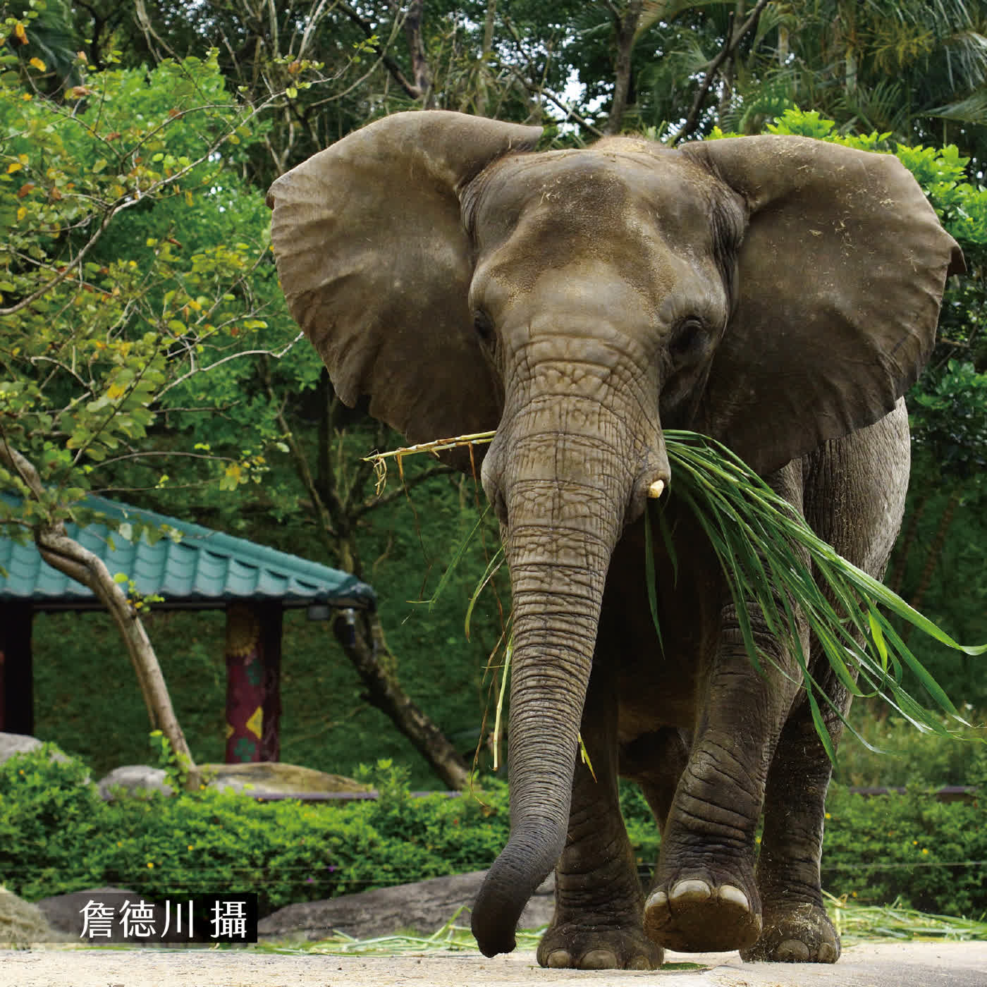 EP55 大象傳奇 EP55 大象傳奇