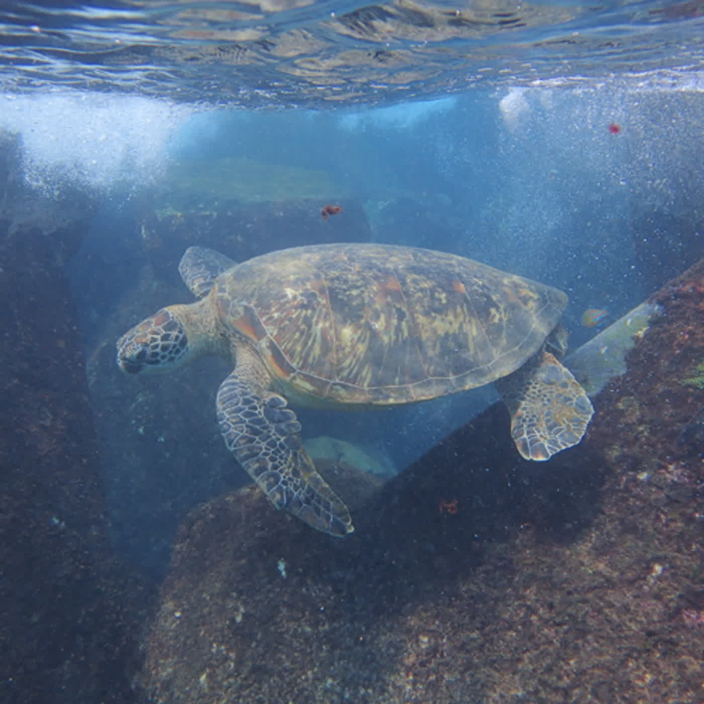 小故事談生態63-一個海龜比野狗多的島嶼（小琉球的海灘貨幣與琉行杯）