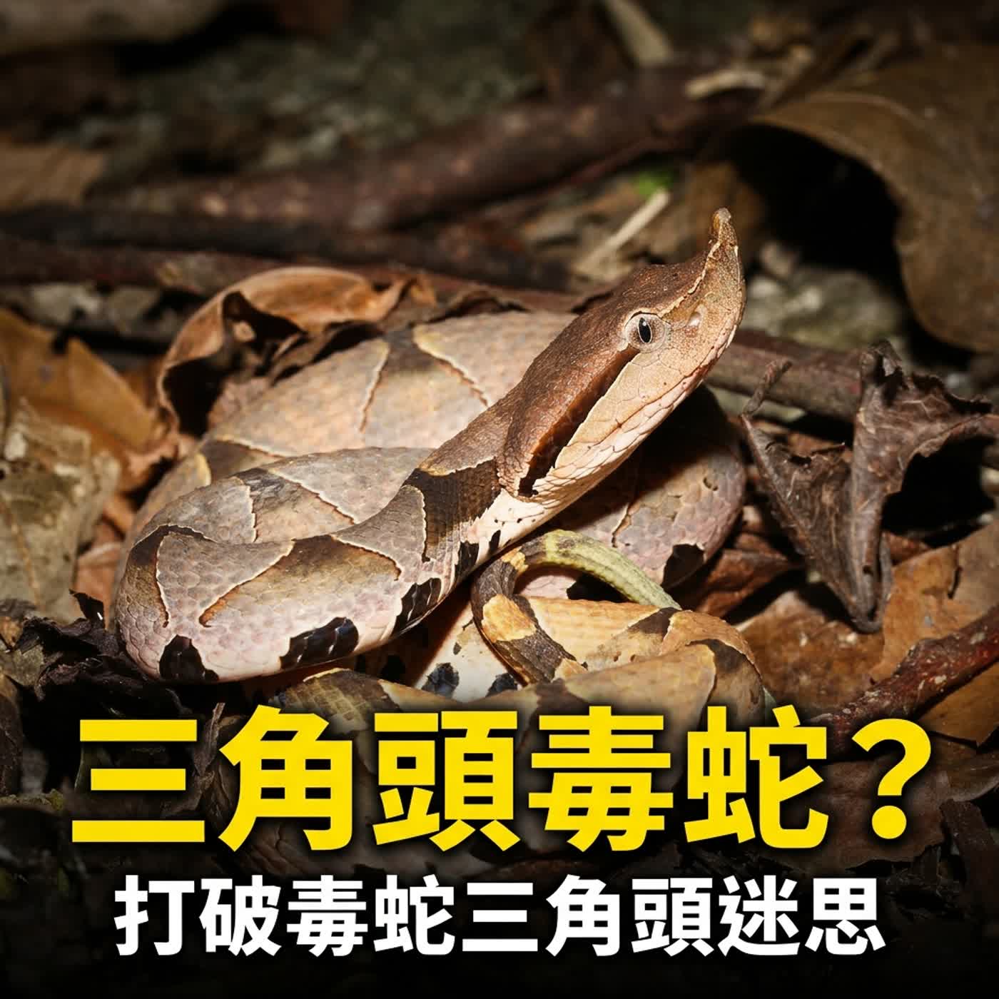 小故事聊蛇麼08-《百步蛇傳說》毒蛇頭都是三角形的嗎？（台灣的六大毒蛇） episode artwork