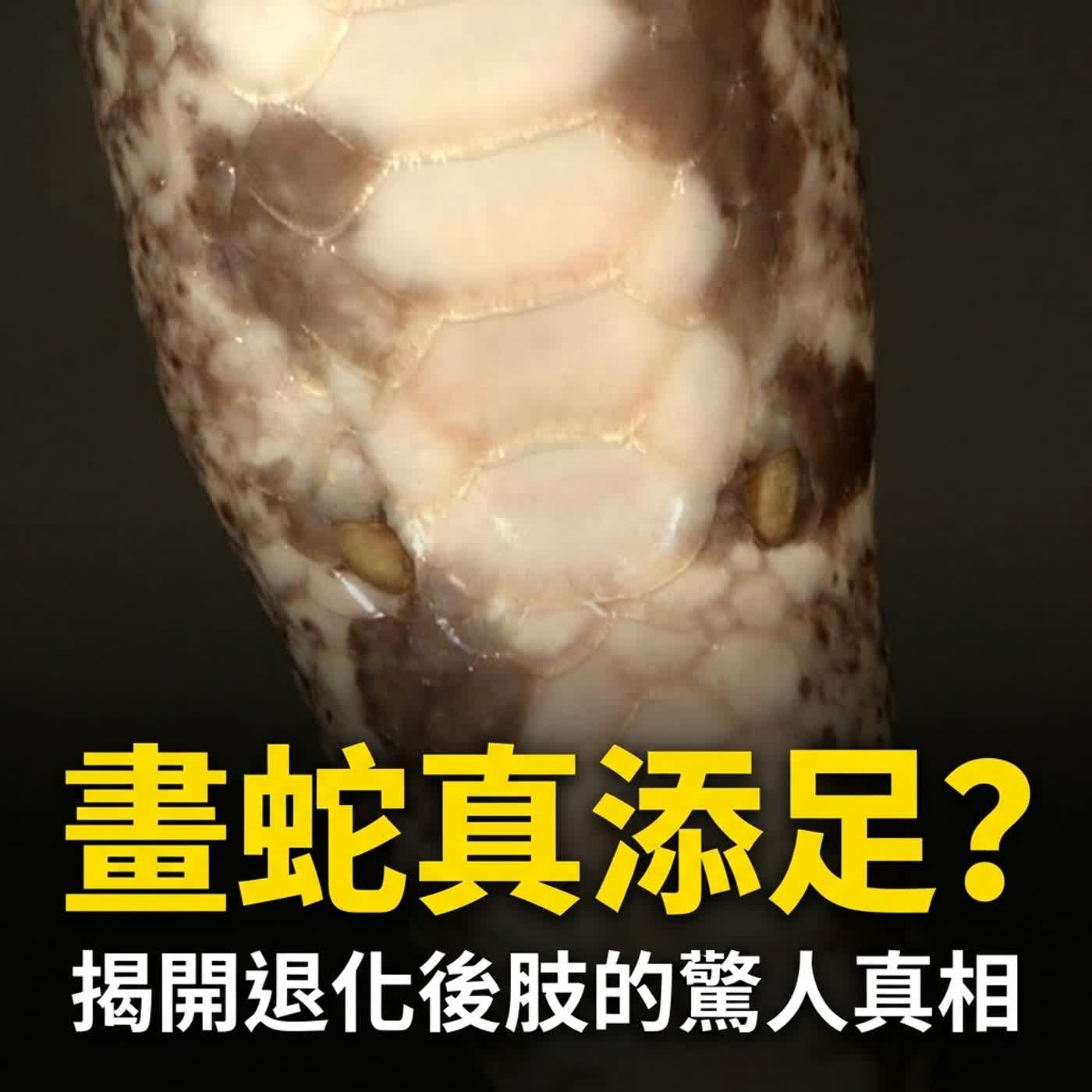 小故事聊蛇麼03-《小蛇找腳》畫蛇添足?球蟒居然有小腳!(蛇為什麼要吐舌頭?)